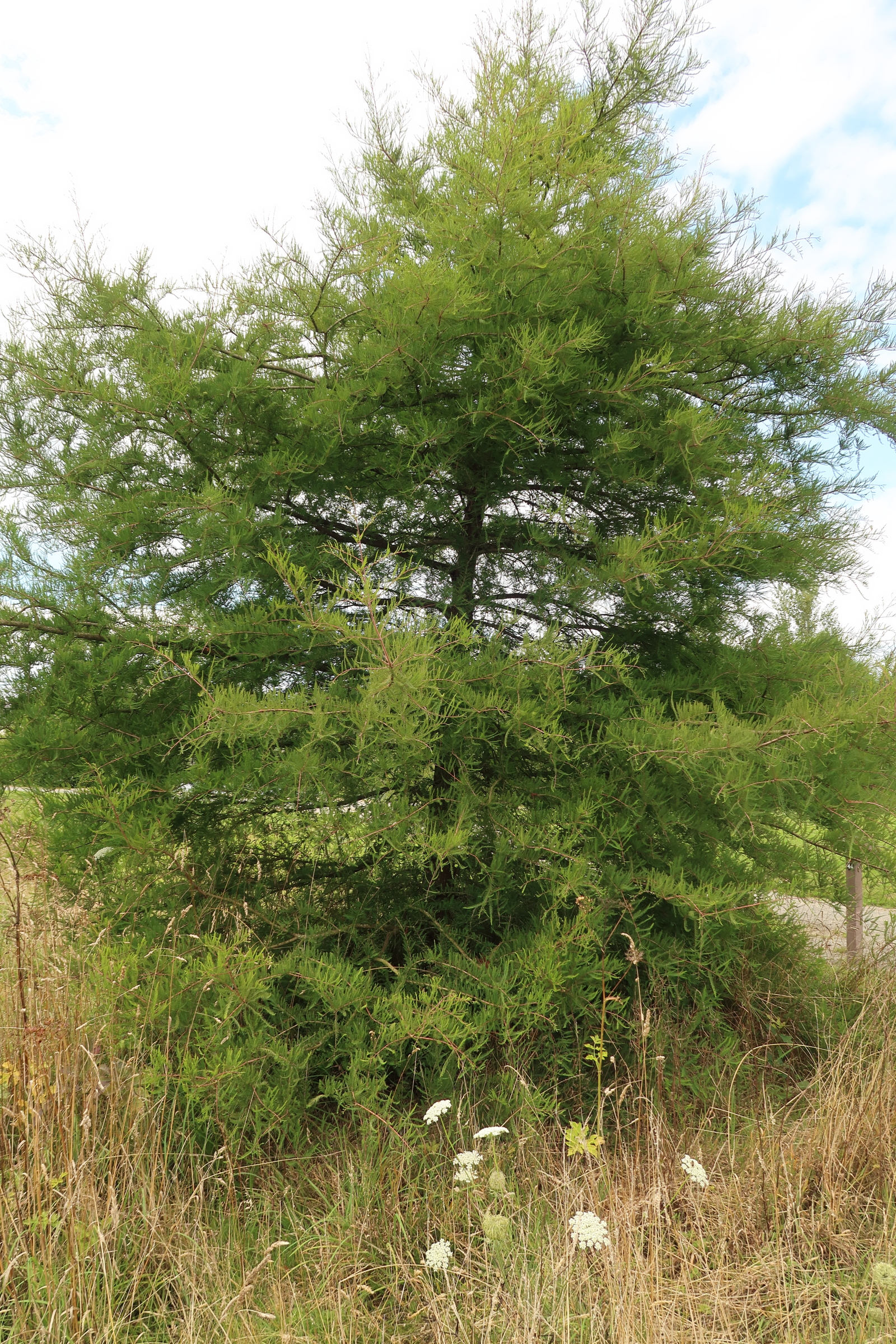 Afficher le média taxodium_distichum14md taxodium_distichum14md