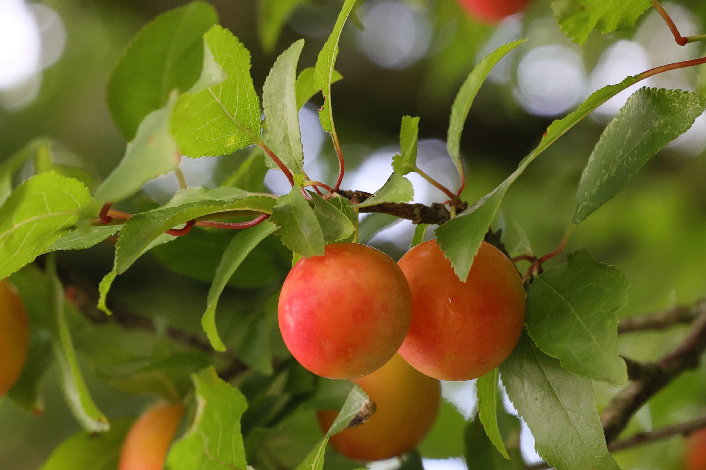 prunus_cerasifera11md