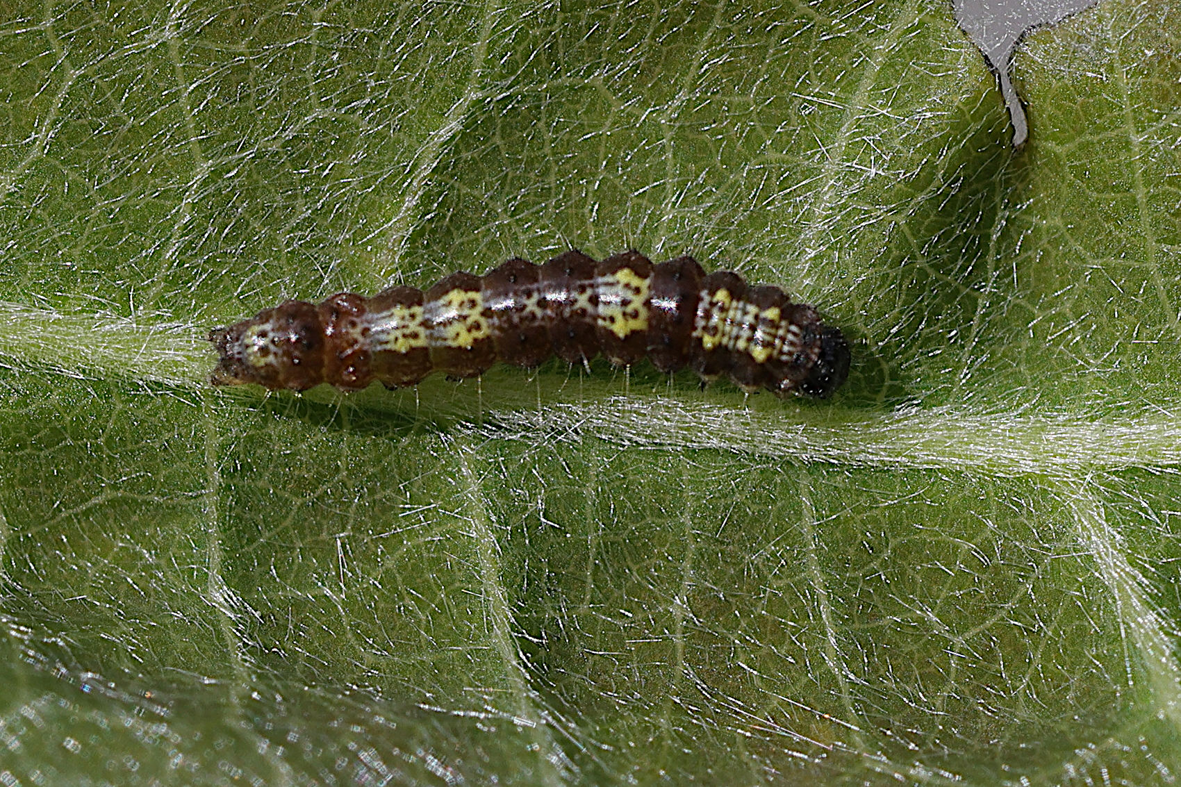 clostera_pigra_ch1md