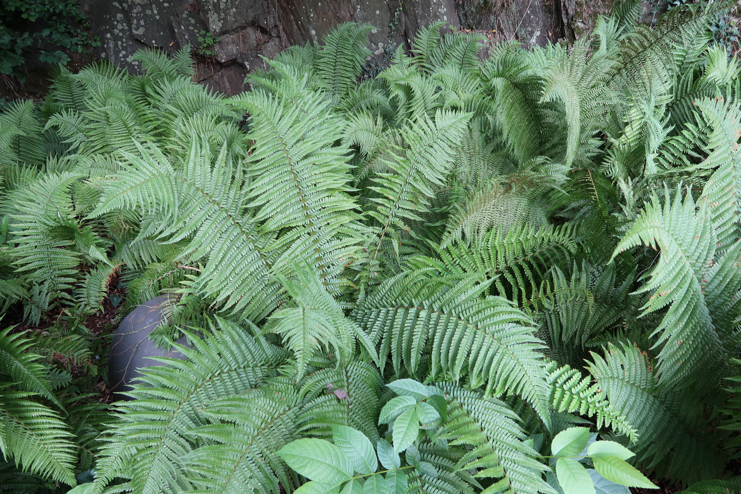 dryopteris_buschiana1md