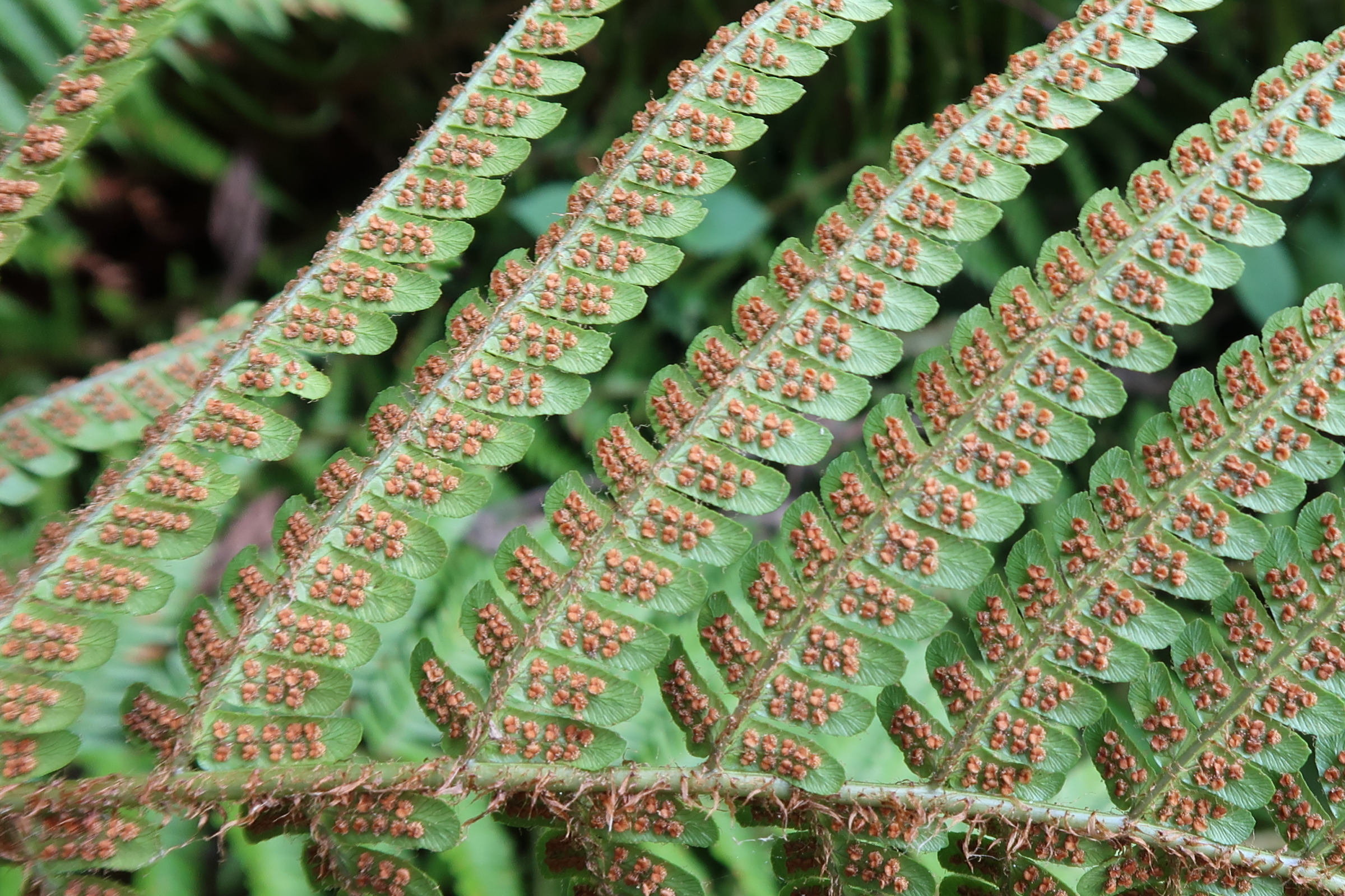 dryopteris_buschiana2md