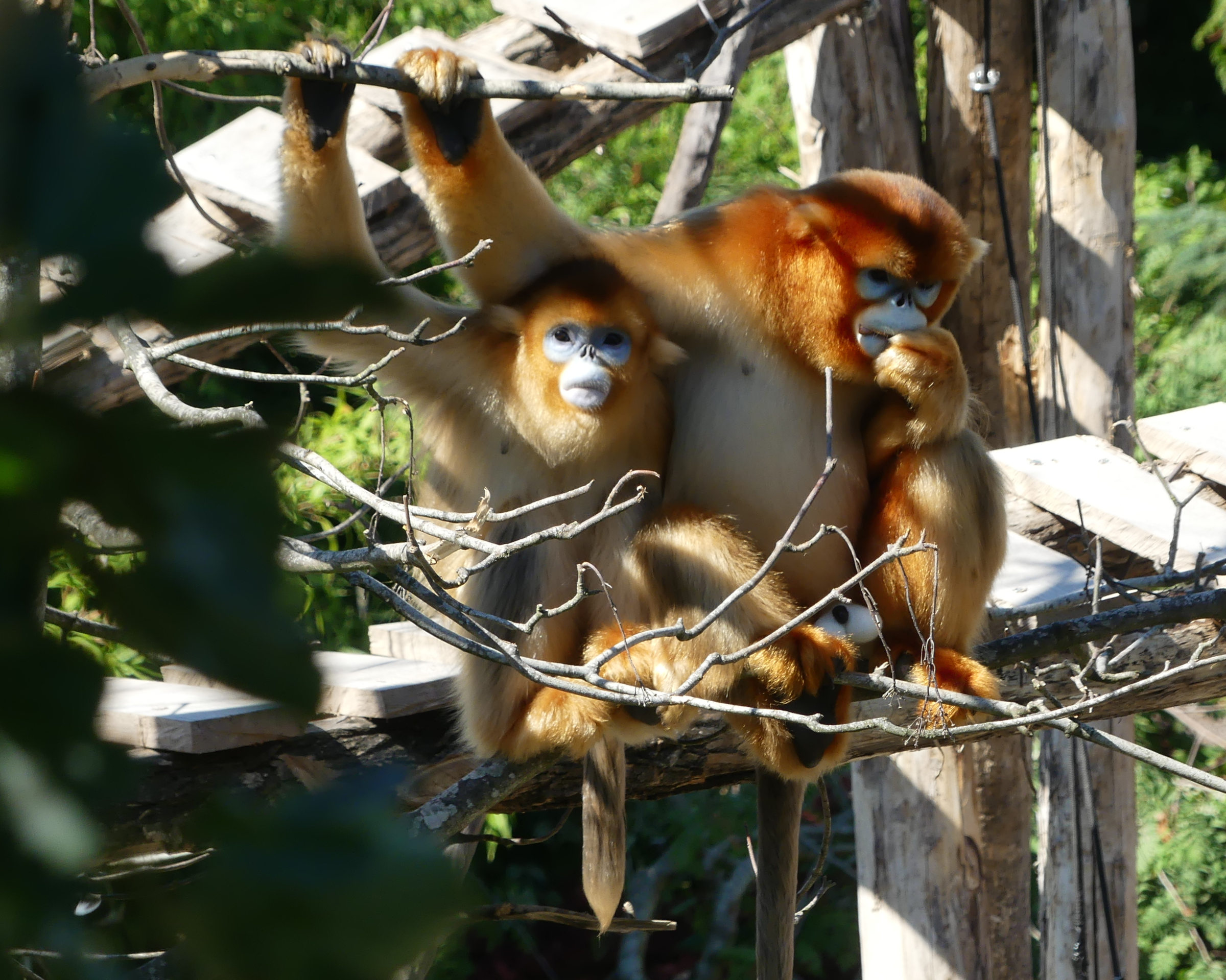 rhinopithecus_roxellana1mv