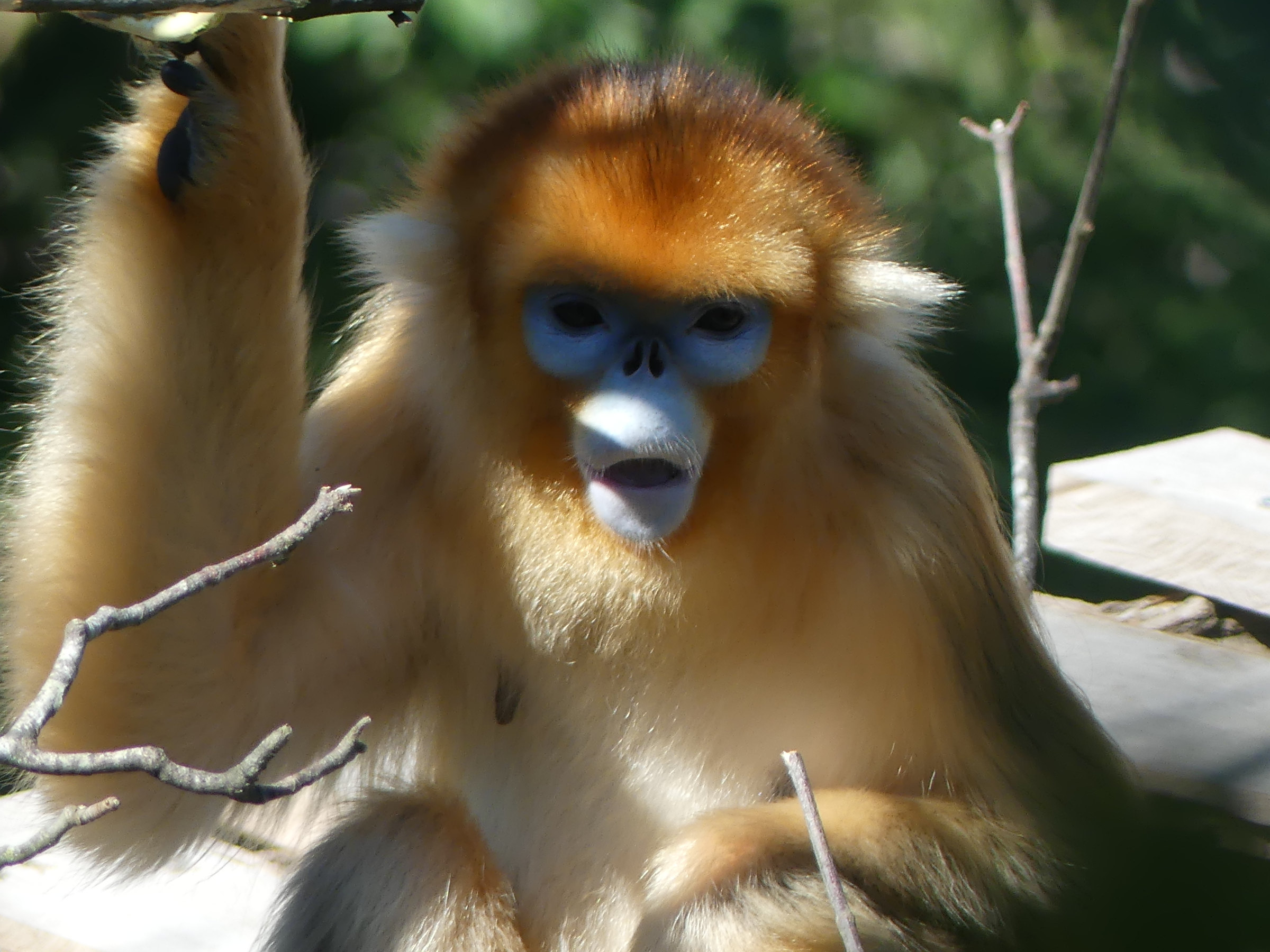 rhinopithecus_roxellana2mv