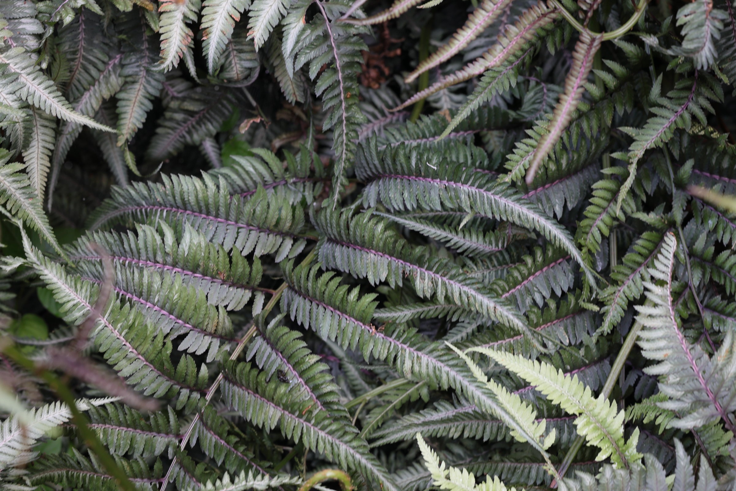 Afficher le média anisocampium_niponicum1md anisocampium_niponicum1md