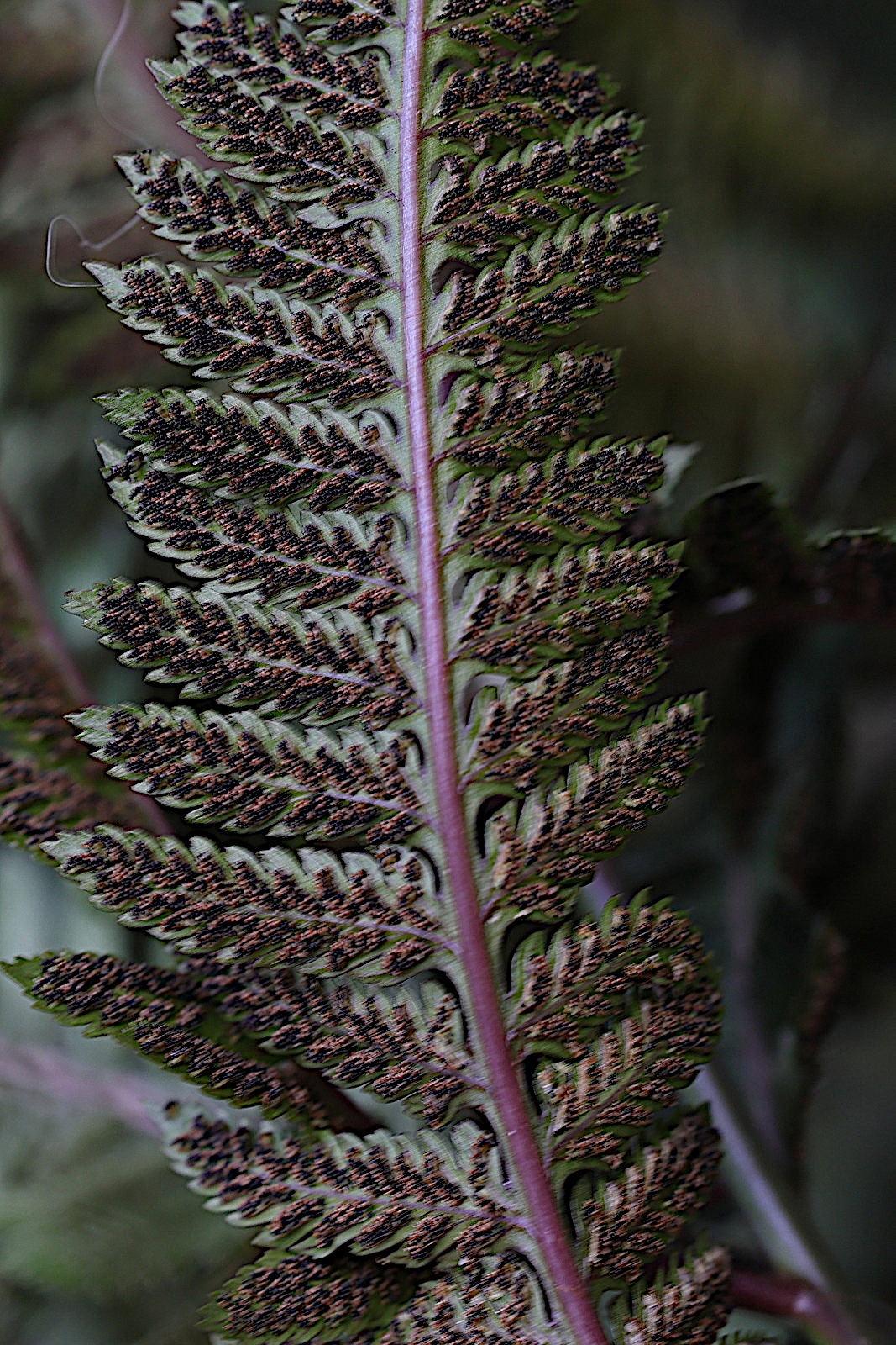 Afficher le média anisocampium_niponicum2md anisocampium_niponicum2md