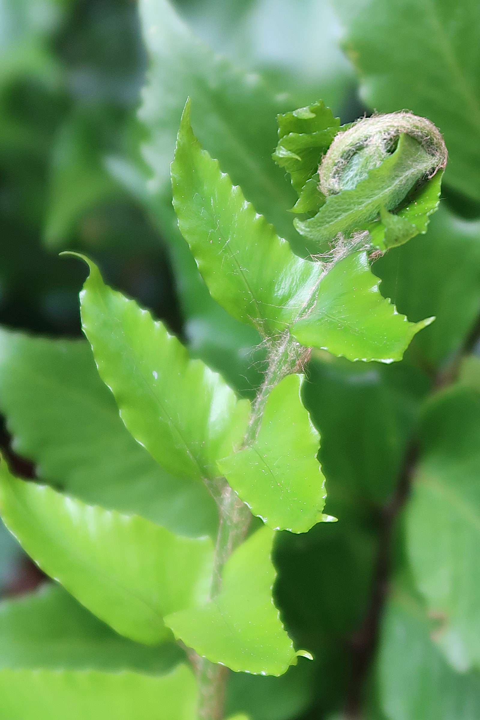 Afficher le média cyrtomium_falcatum2md cyrtomium_falcatum2md