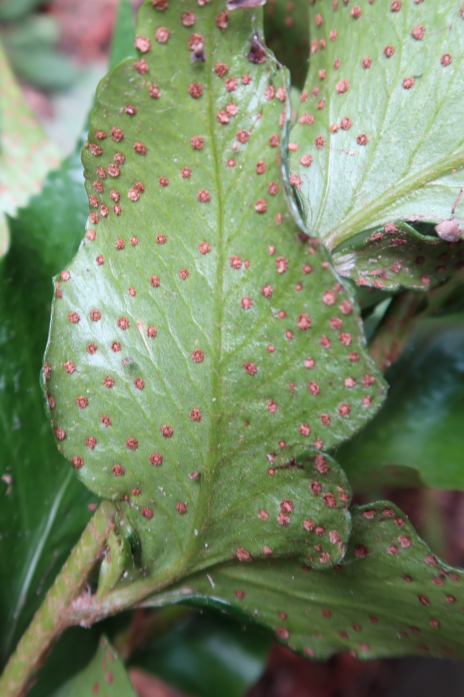 Afficher le média cyrtomium_falcatum3md cyrtomium_falcatum3md