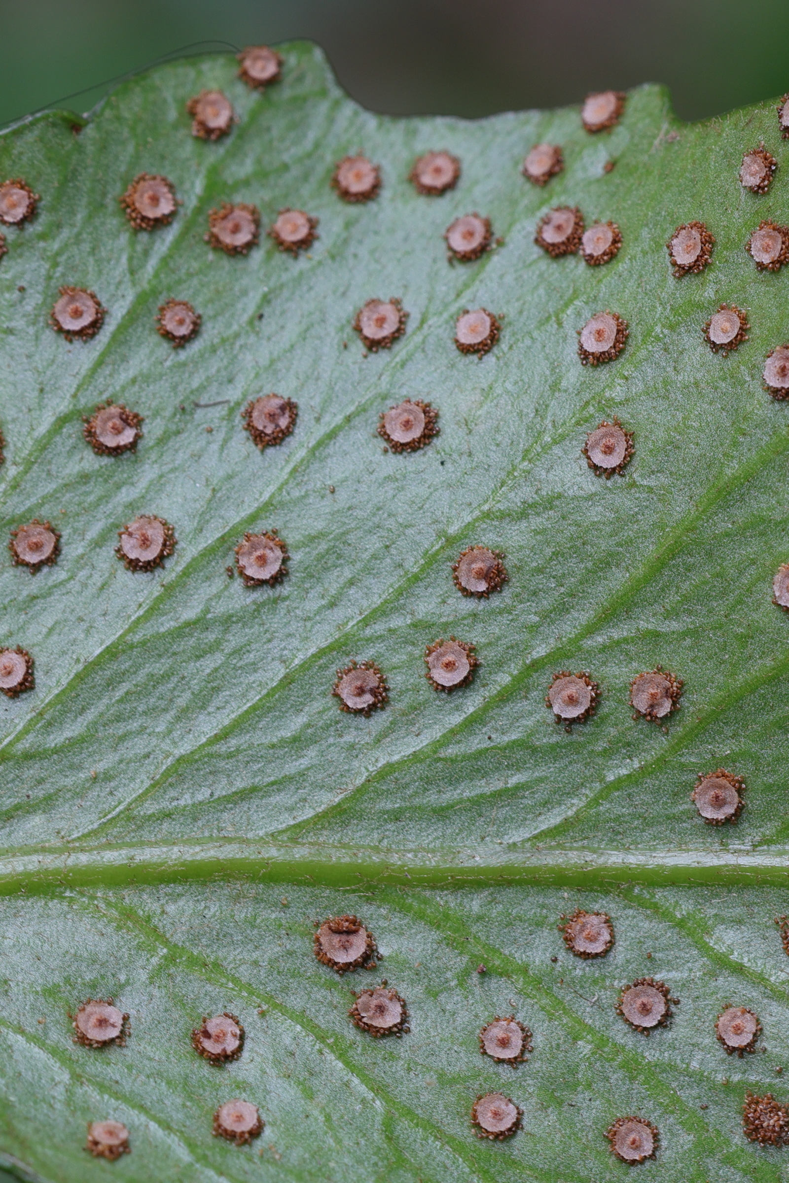 Afficher le média cyrtomium_falcatum4md cyrtomium_falcatum4md