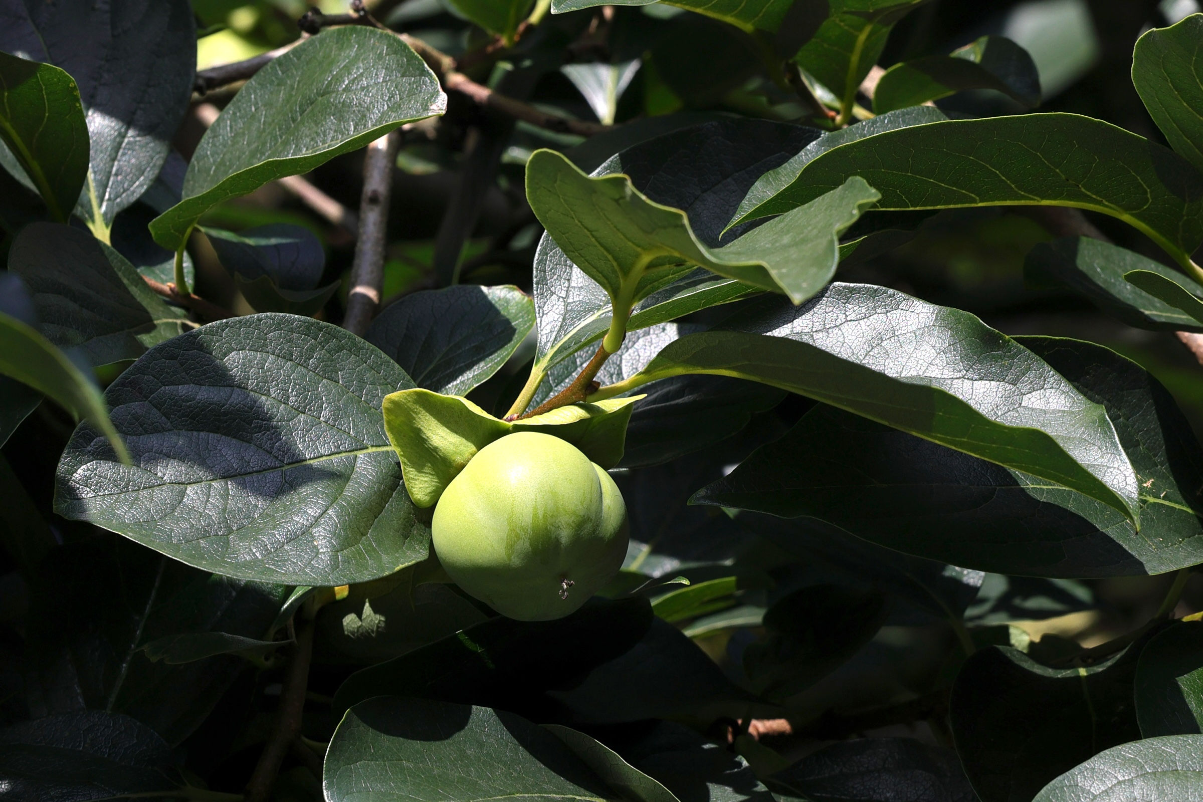 Afficher le média diospyros_kaki9md diospyros_kaki9md