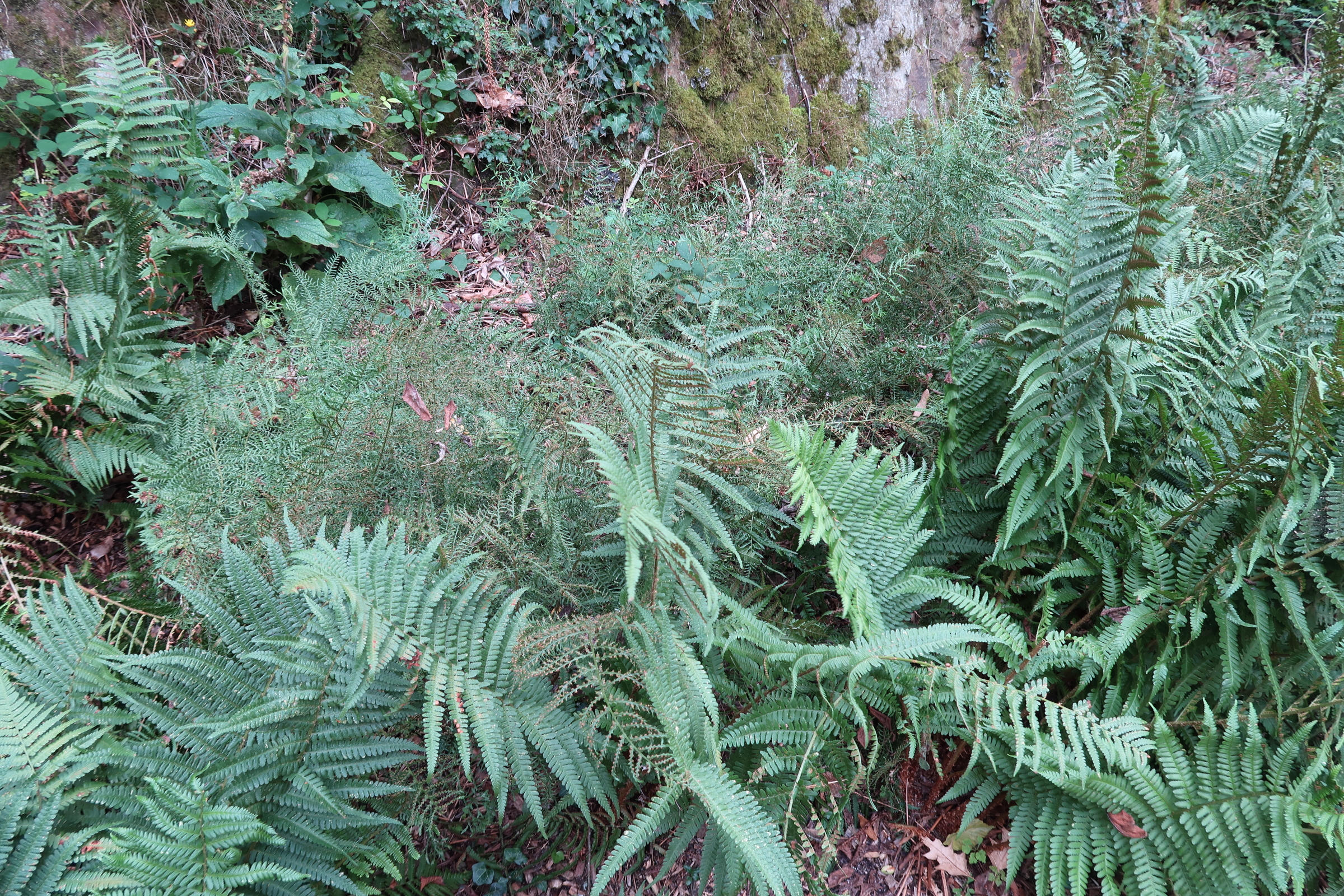 dryopteris_oreades1md