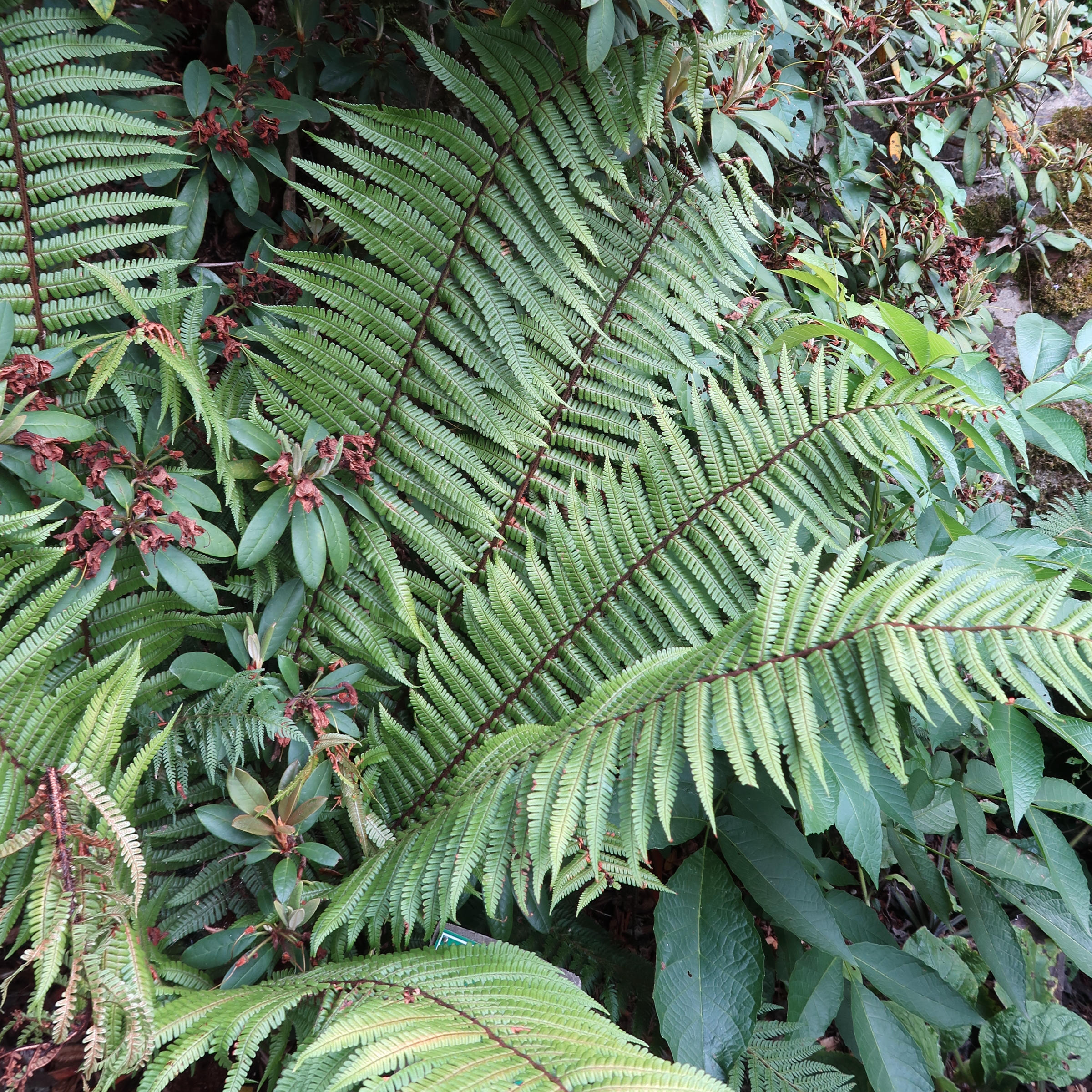 dryopteris_oreades2md