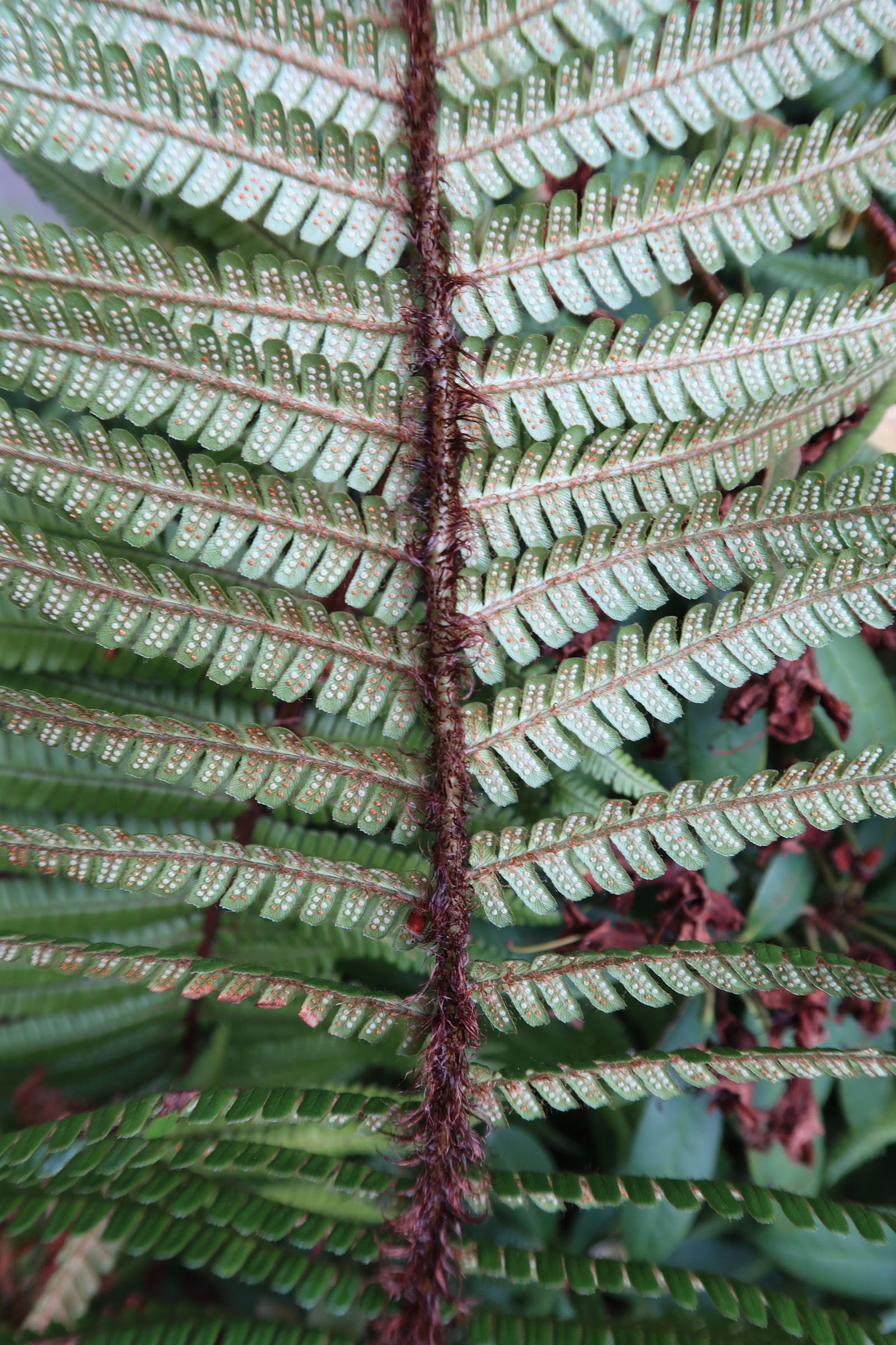 dryopteris_oreades3md