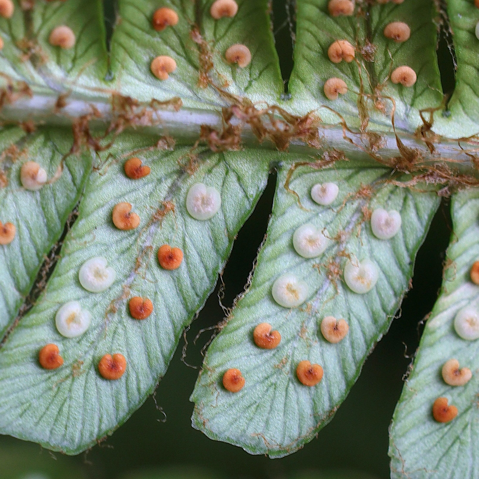 dryopteris_oreades4md