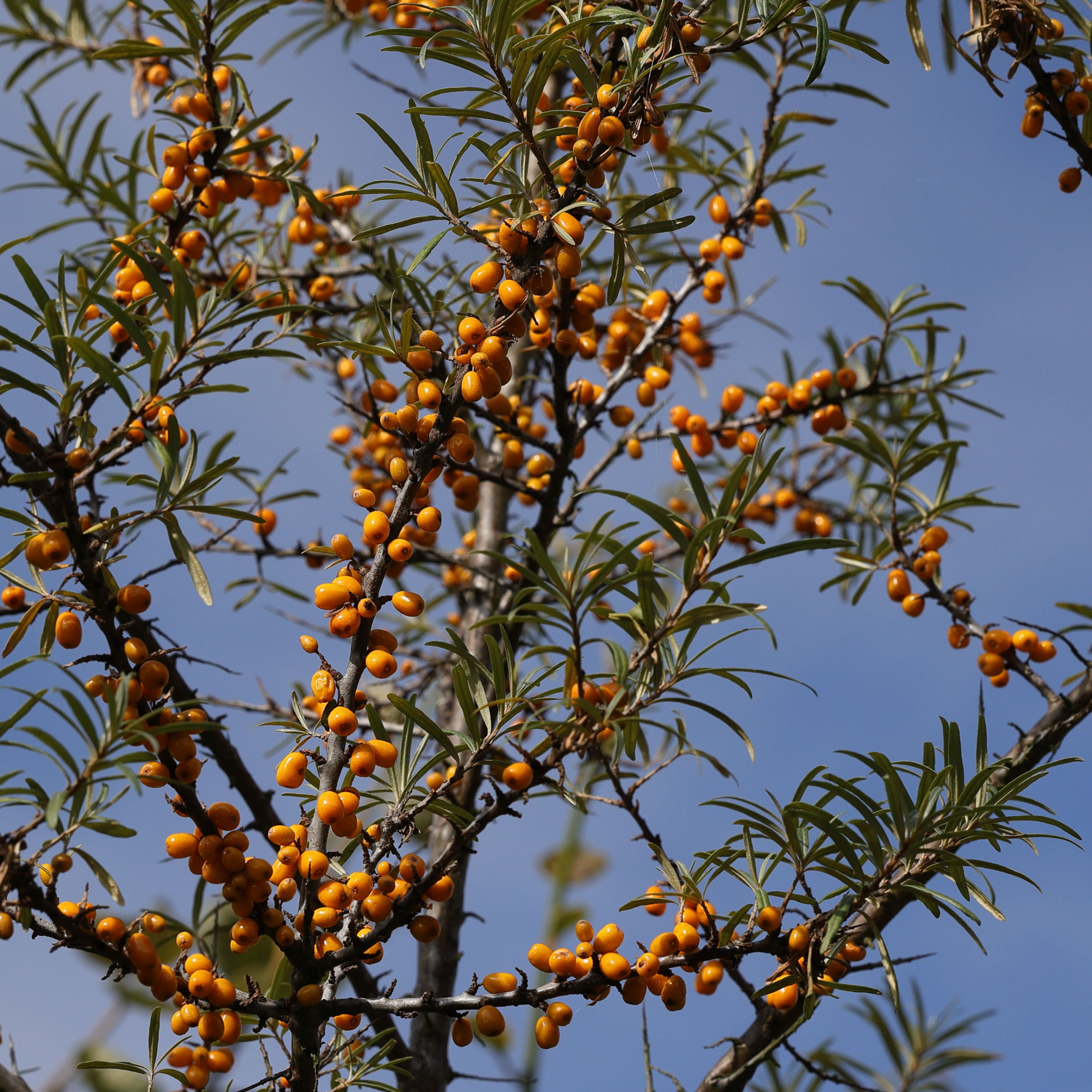 Afficher le média hippophae_rhamnoides_cv1md hippophae_rhamnoides_cv1md