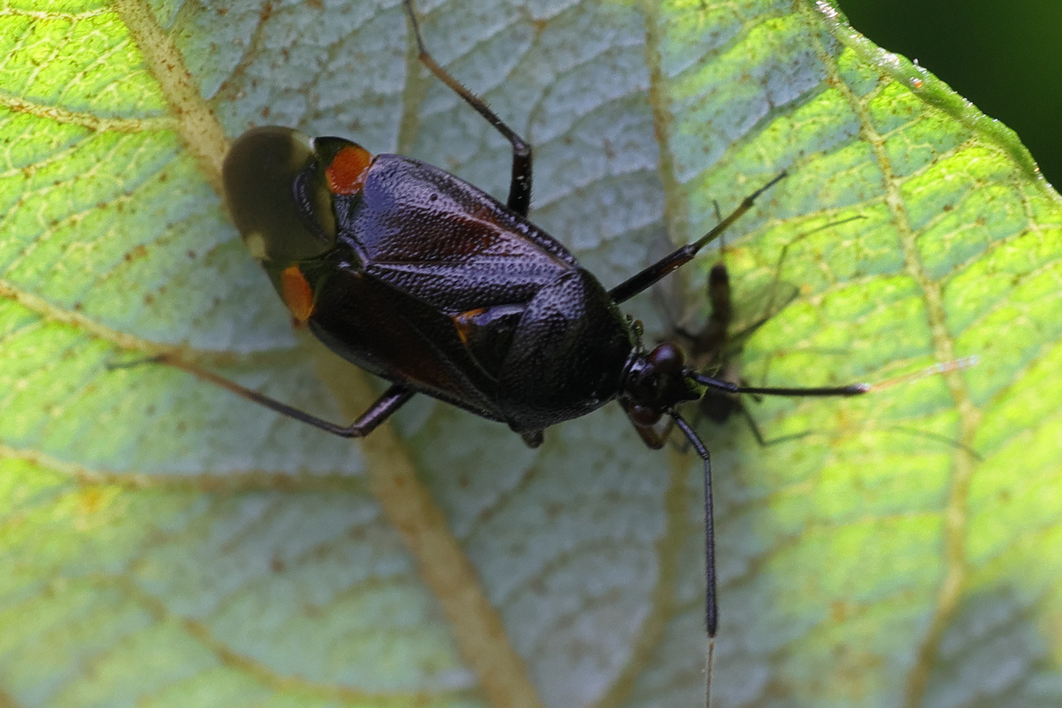 deraeocoris_ruber11md