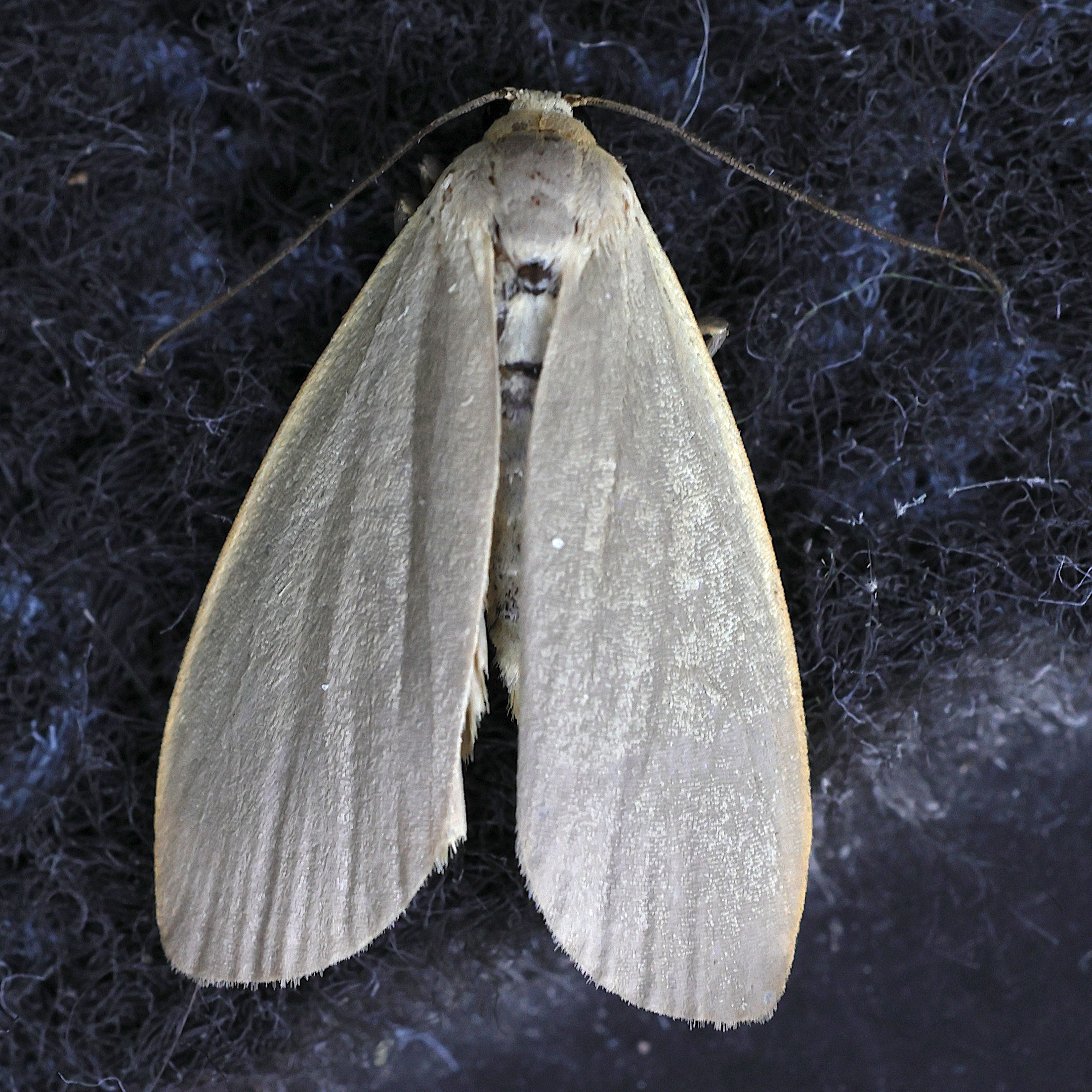 eilema_griseola5mdjpg