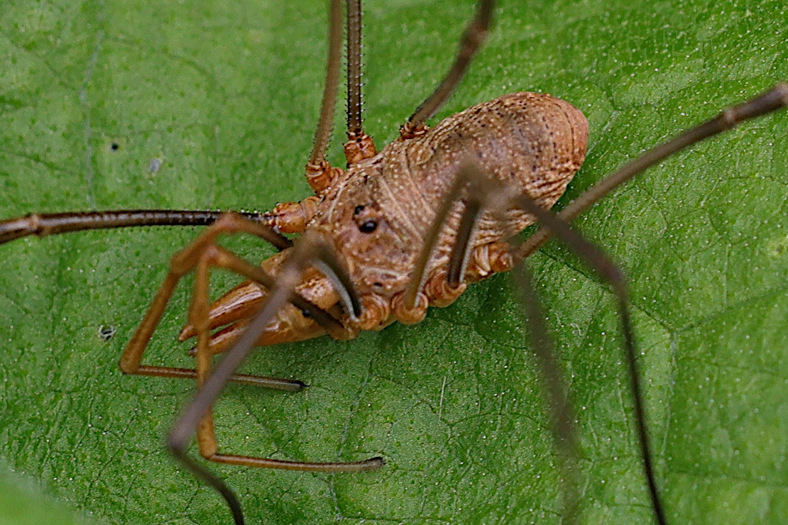 phalangium_opilio7md