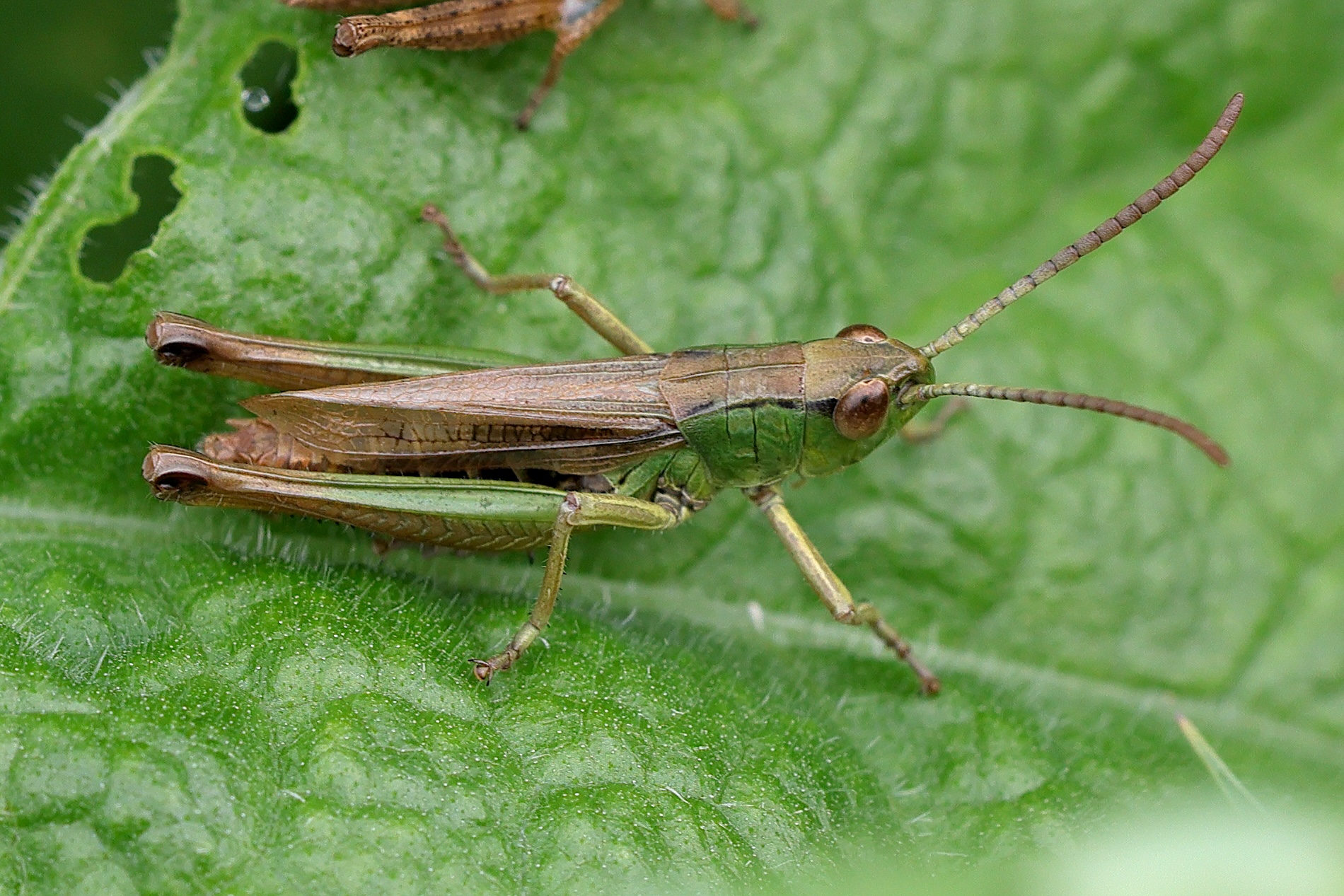 pseudochorthippus_parallelus11md