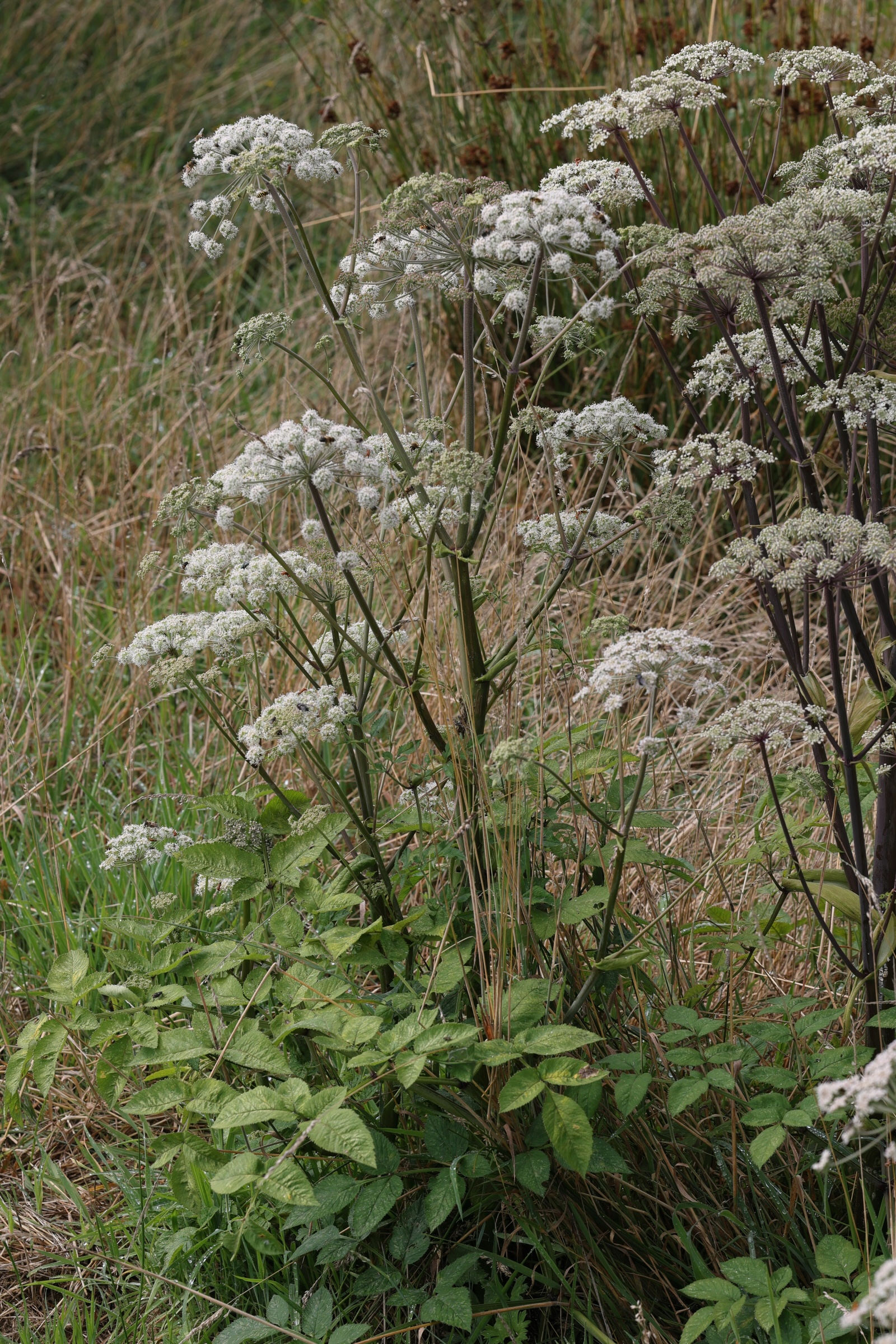 angelica_sylvestris5md