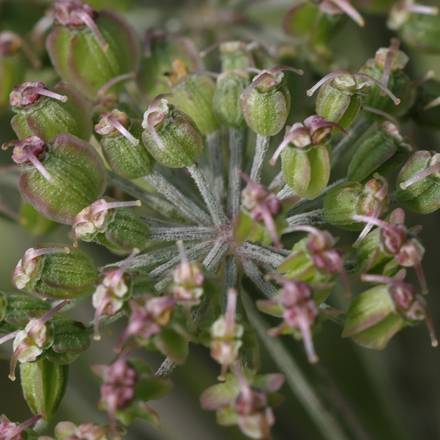 angelica_sylvestris8md