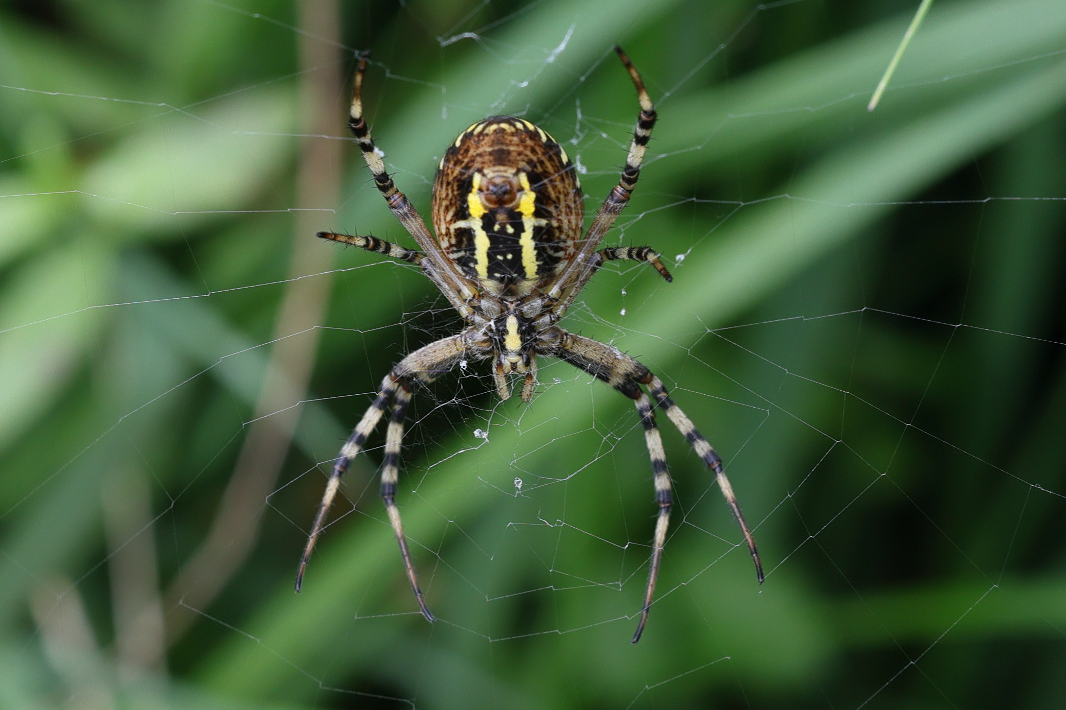 Afficher le média argiope_bruennichi7md argiope_bruennichi7md