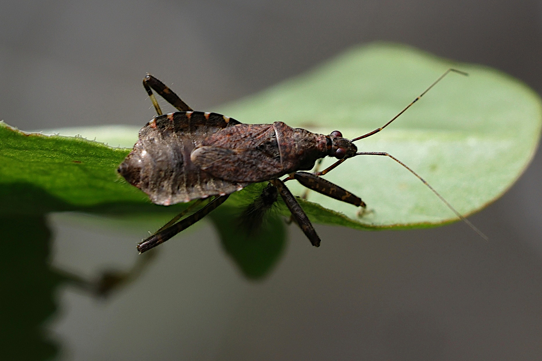 himacerus_apterus4md