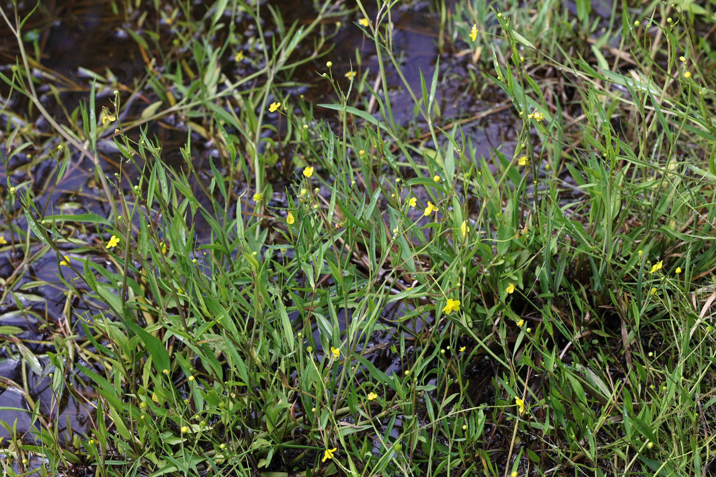 ranunculus_flammula1md