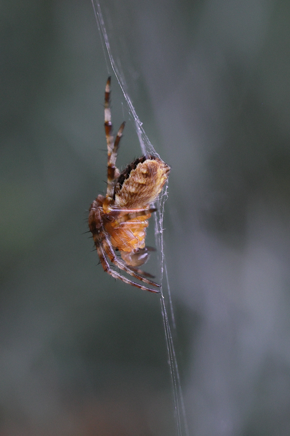 araneus_diadematus2md