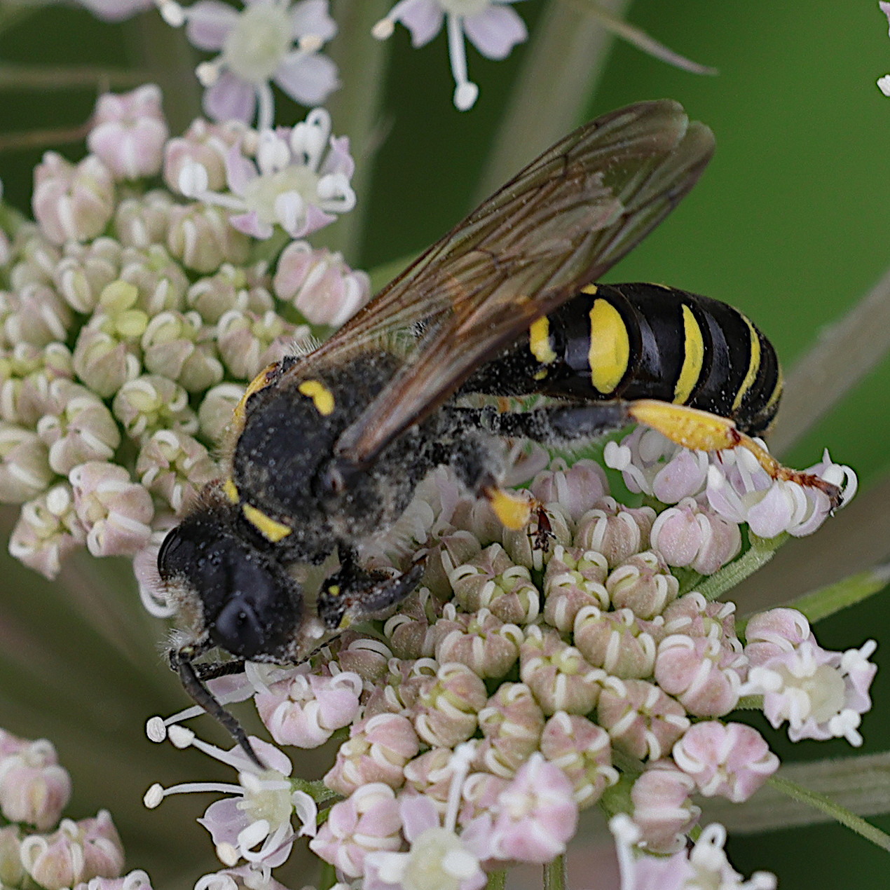 crabro_cribrarius4md