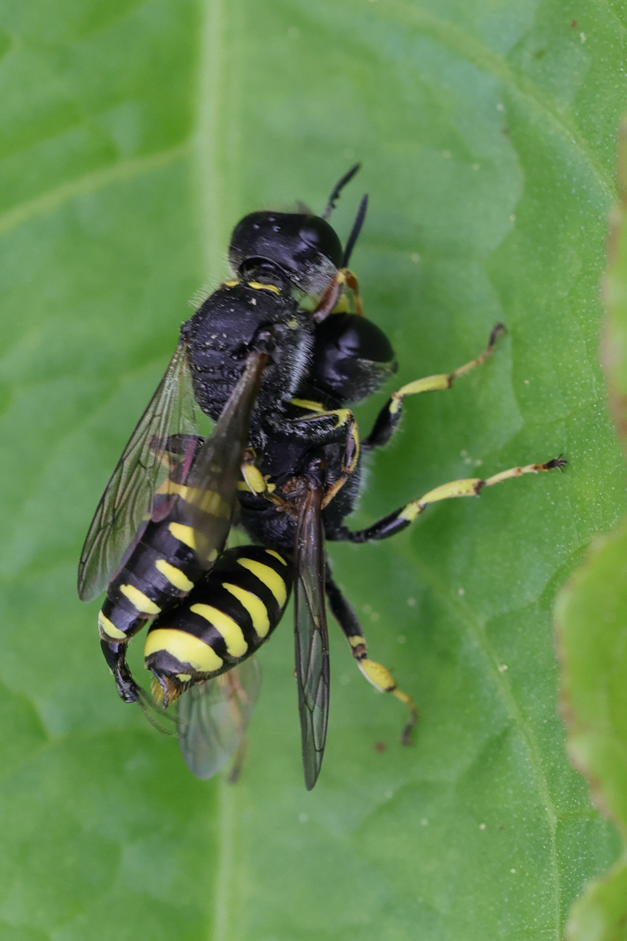 Afficher le média ectemnius_lapidarius1md ectemnius_lapidarius1md