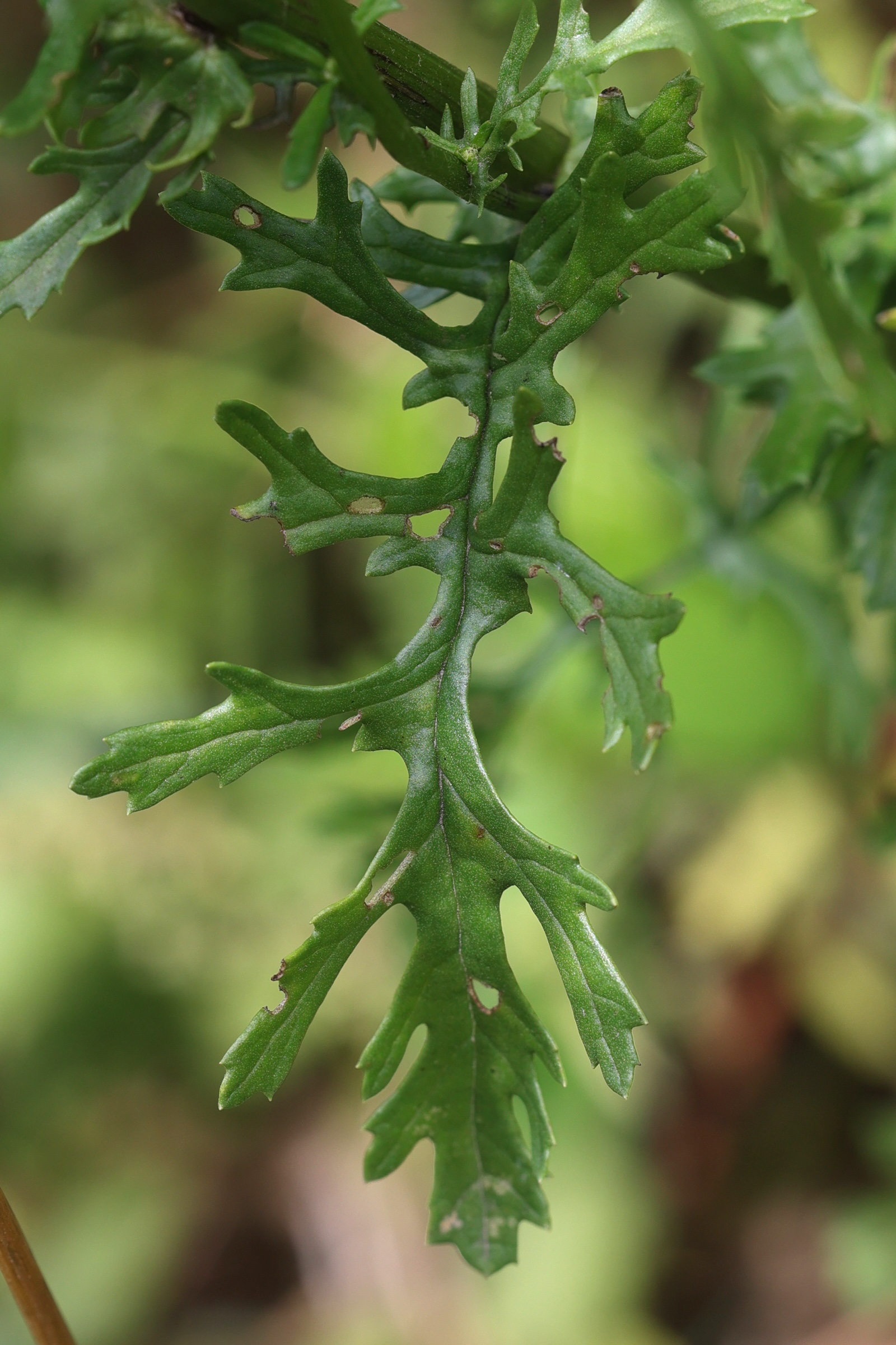 Afficher le média jacobaea_vulgaris4md jacobaea_vulgaris4md