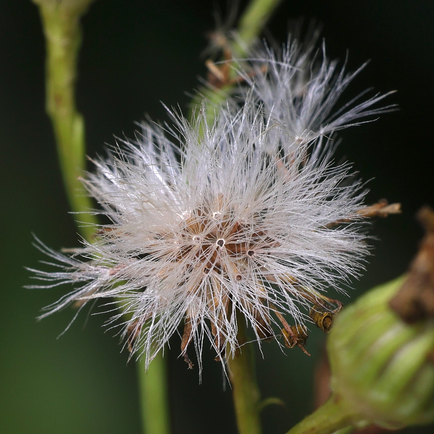 Afficher le média jacobaea_vulgaris5md jacobaea_vulgaris5md