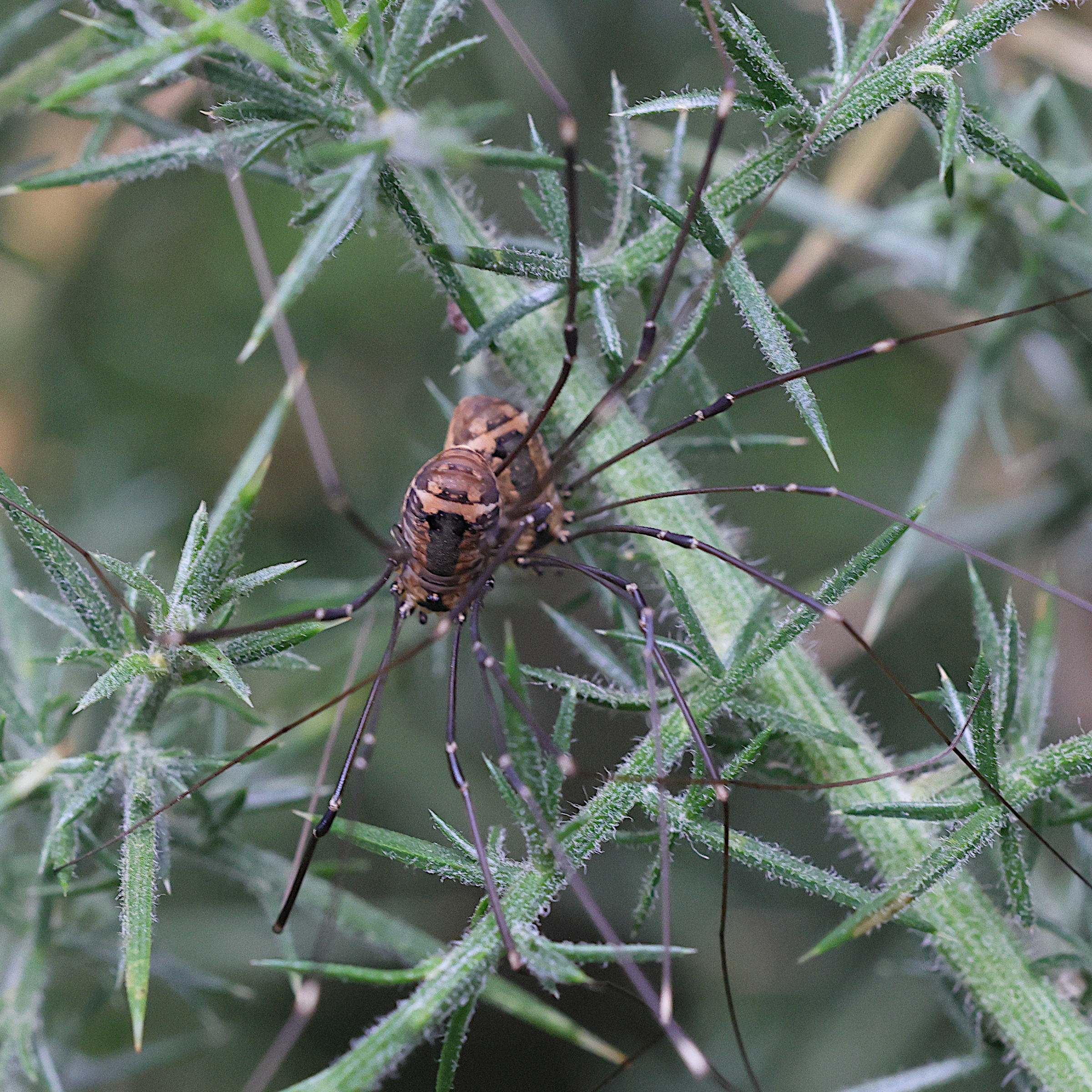 leiobunum_rotundum1md