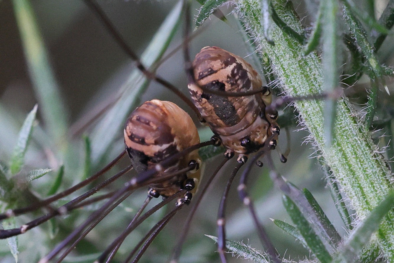 leiobunum_rotundum2md