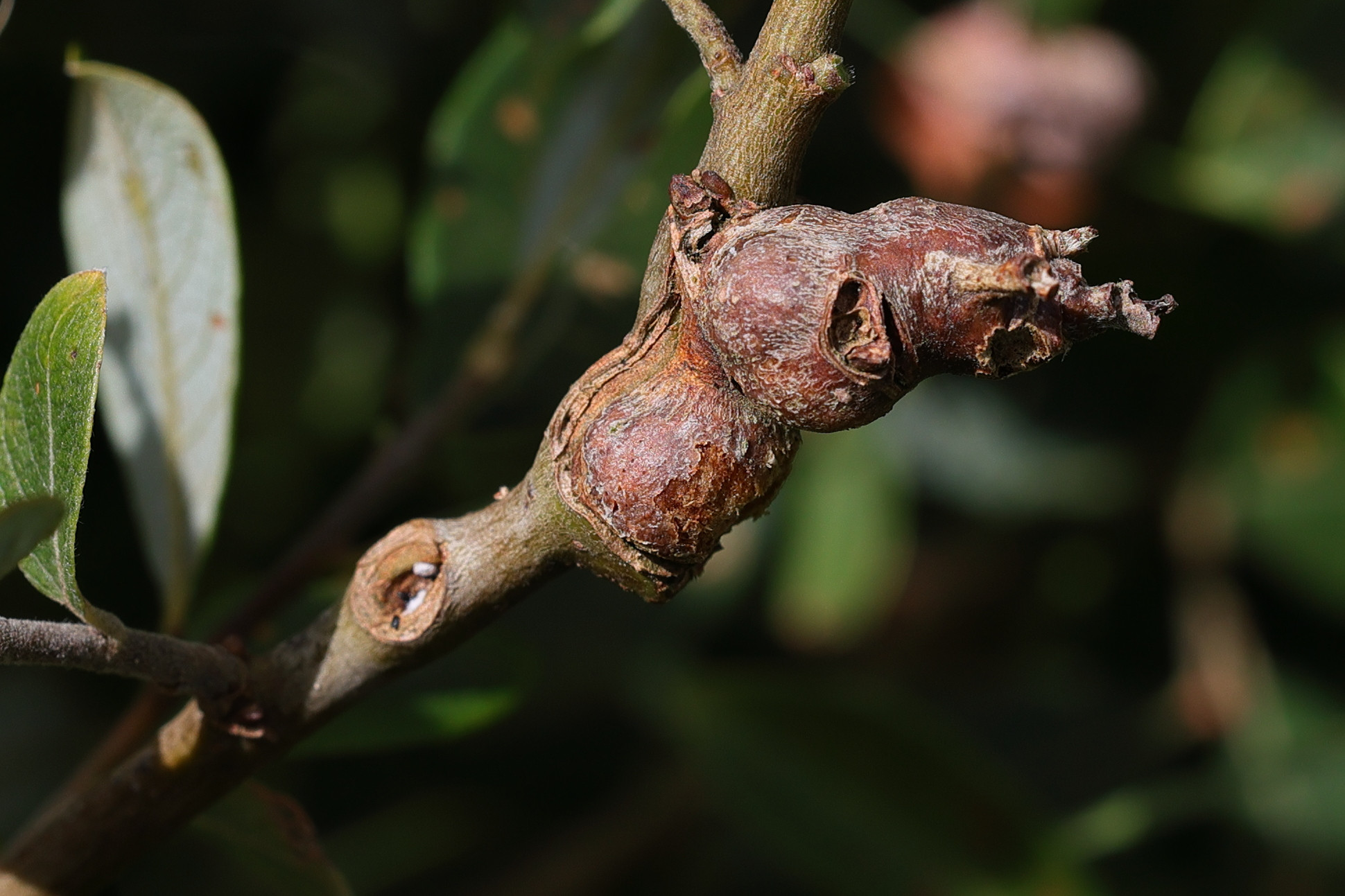 rabdophaga_salicis_galle6md