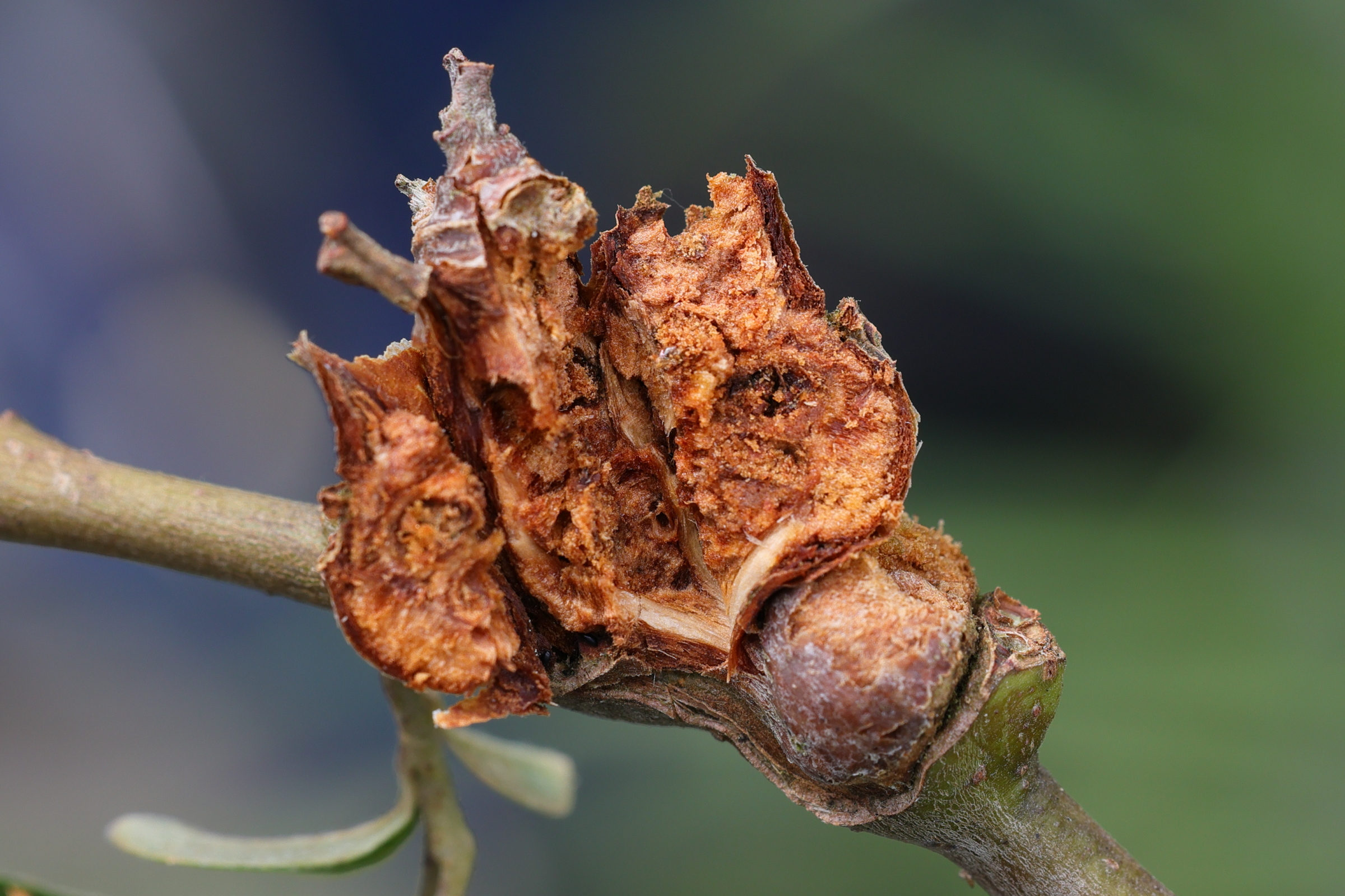 rabdophaga_salicis_galle7md