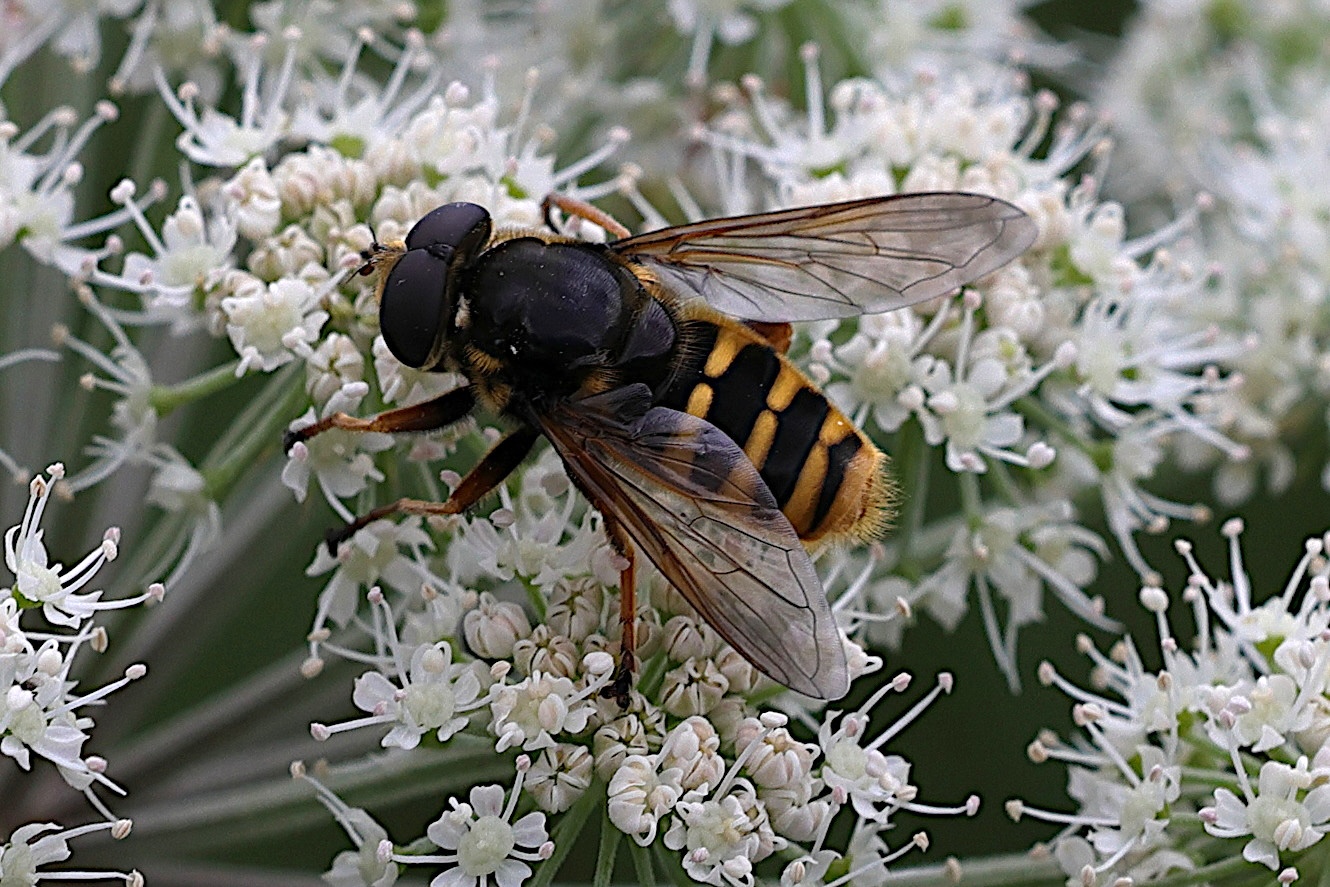 sericomyia_silentis4md