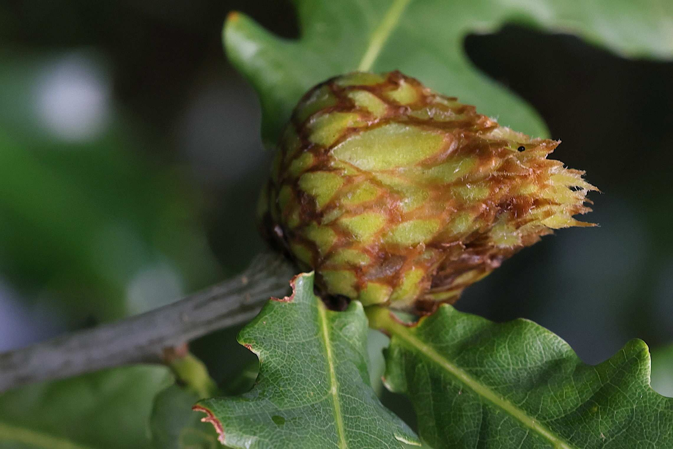 andricus_foecundatrix_galle5md