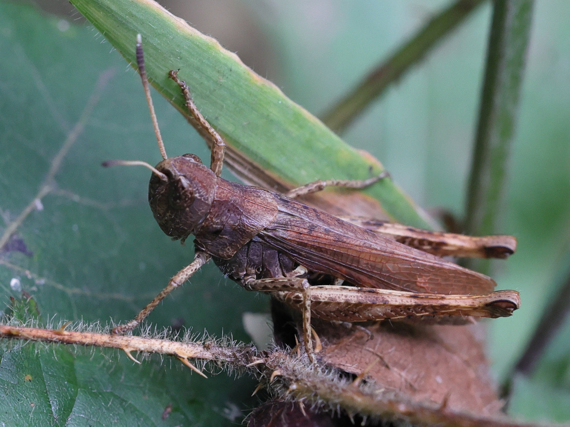 gomphocerippus_rufus5md