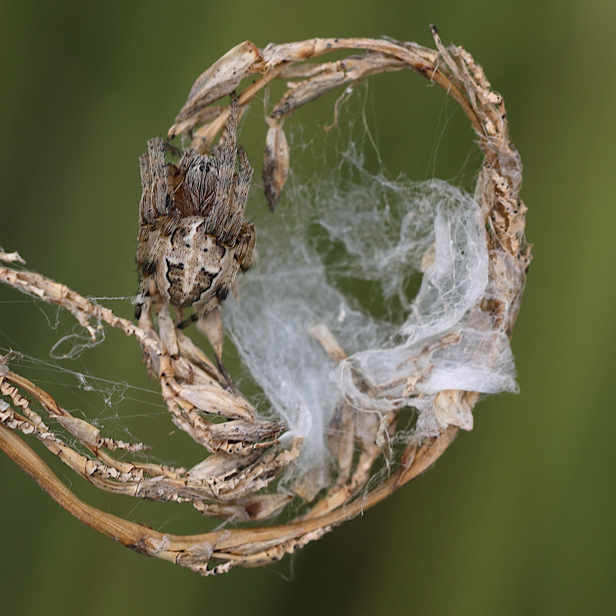 Afficher le média larinioides_cornutus4md larinioides_cornutus4md