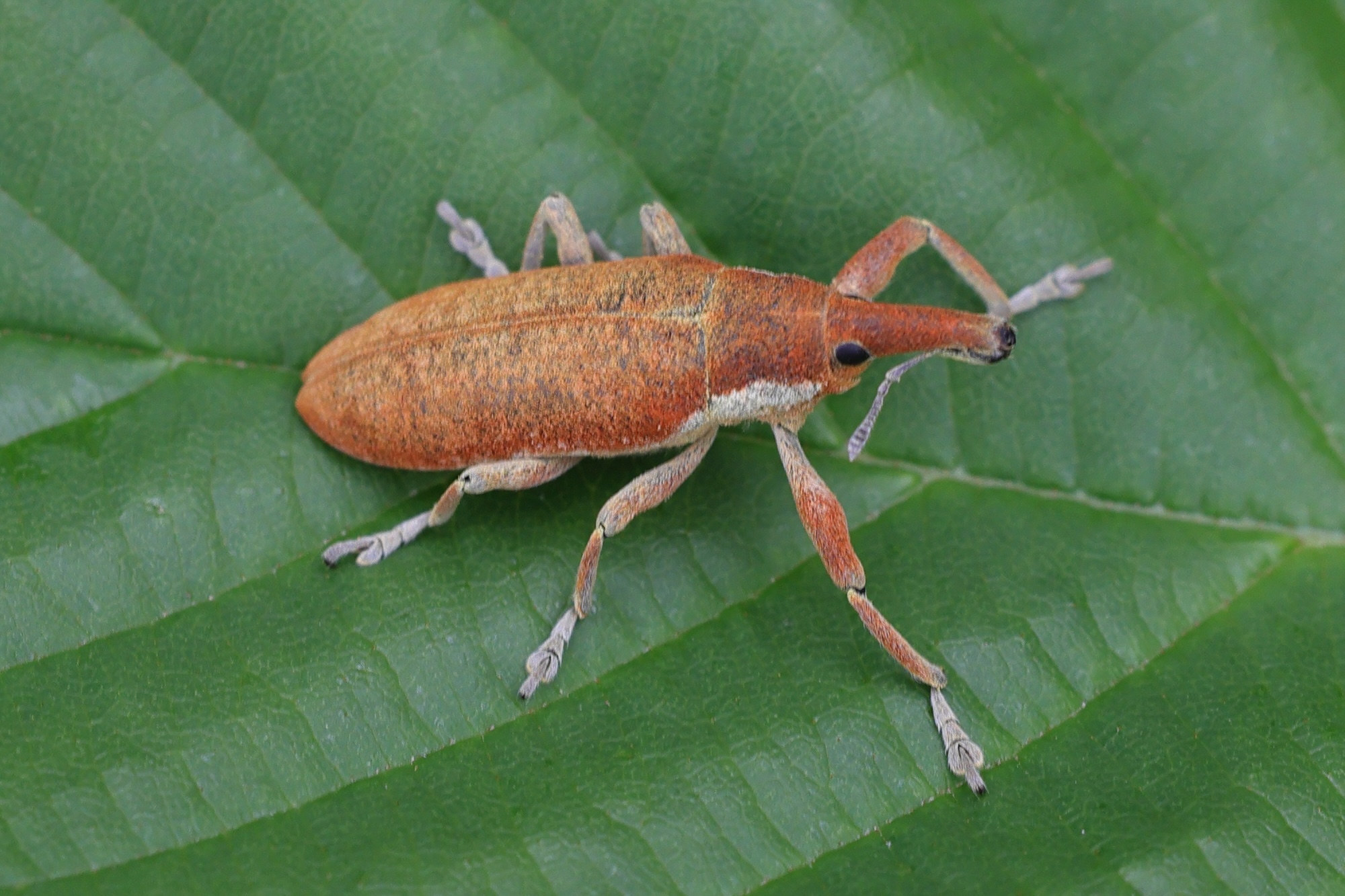 lixus_pulverulentus1md