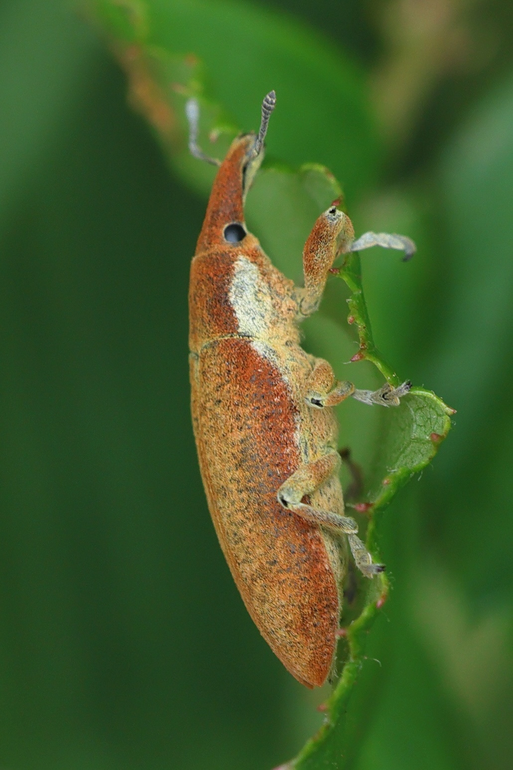 lixus_pulverulentus2md