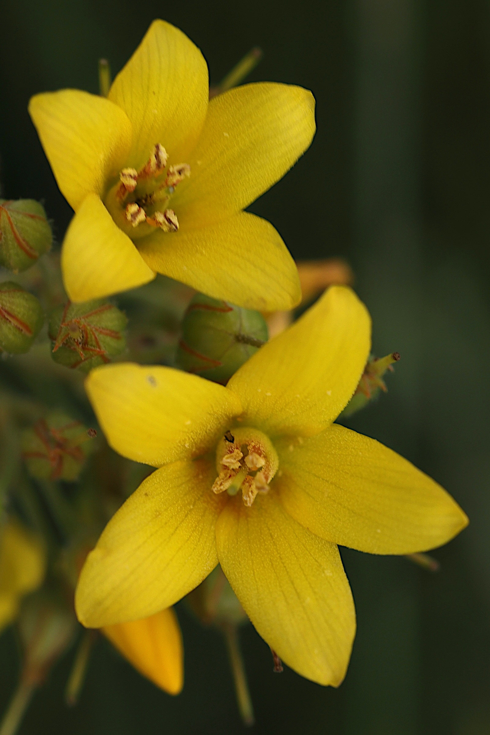 Afficher le média lysimachia_vulgaris10md lysimachia_vulgaris10md