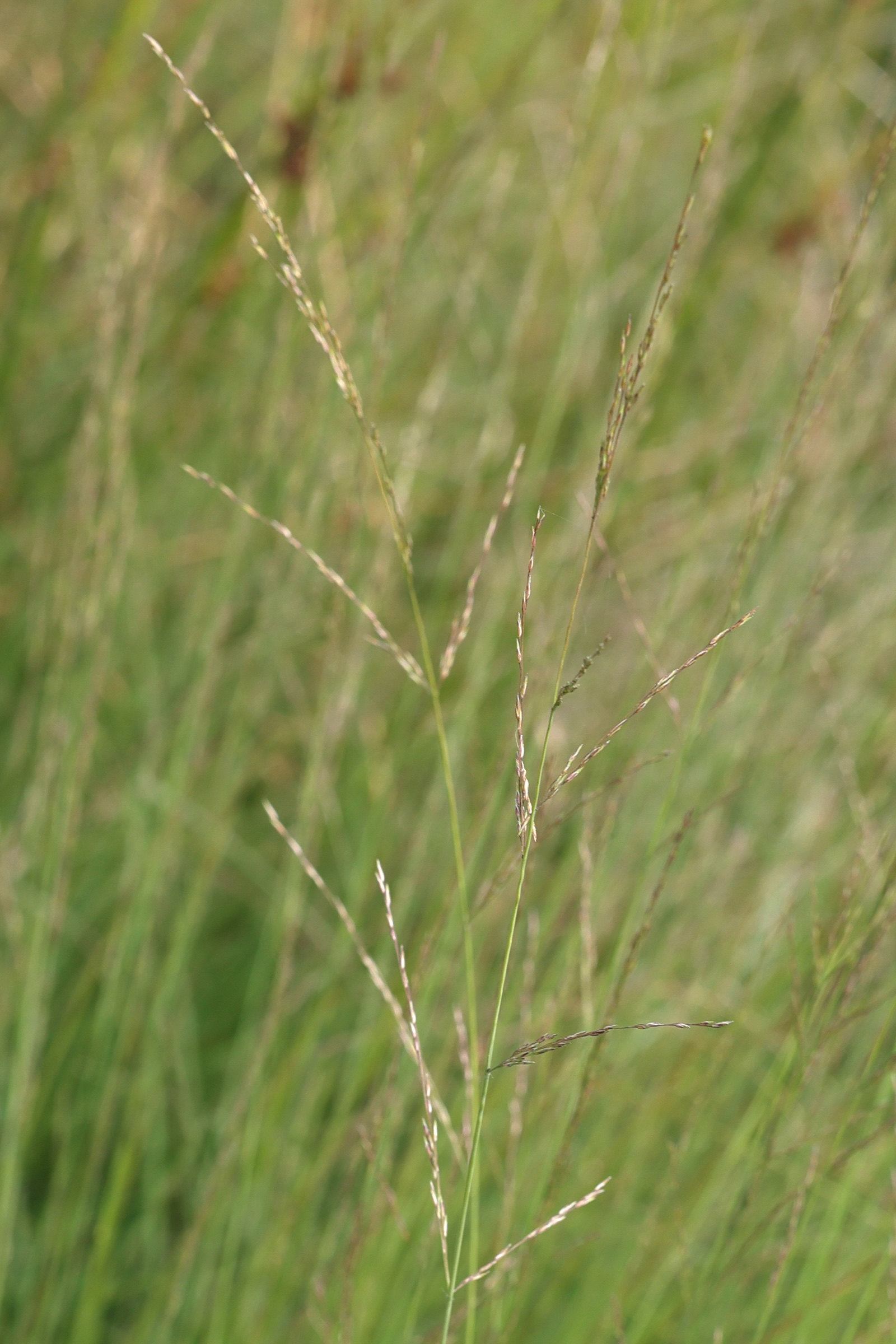 molinia_caerulea2md