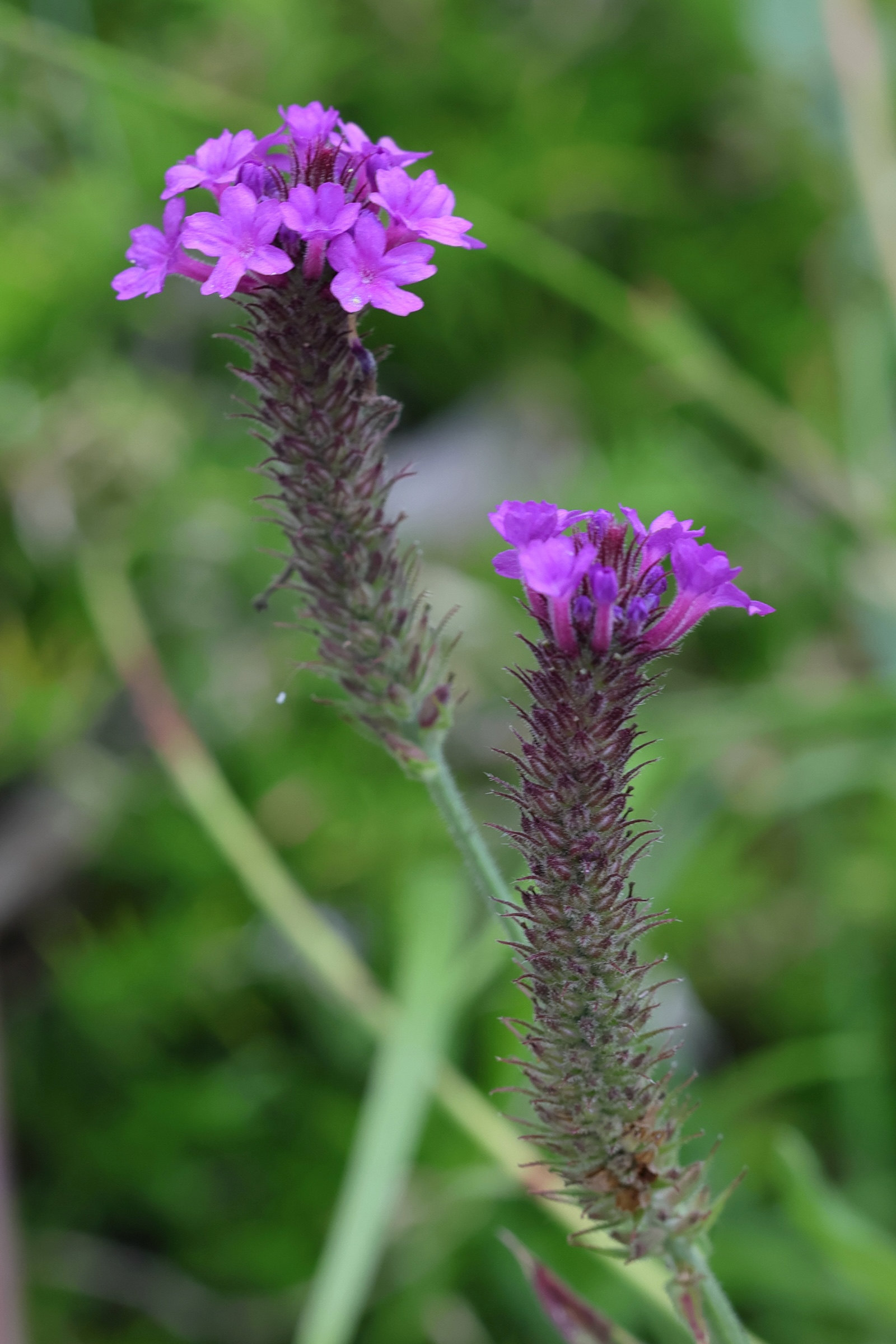 verbena_rigida6md