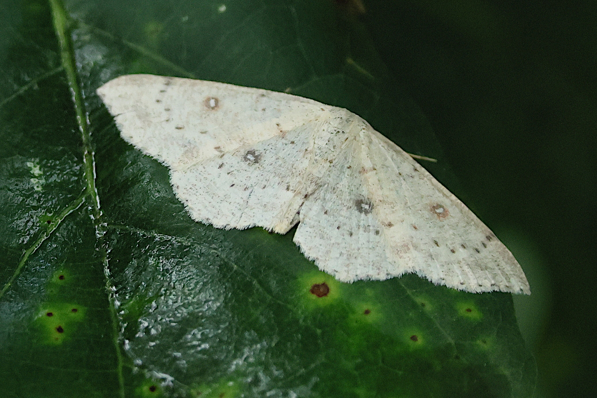 cyclophora_albipunctata1bd