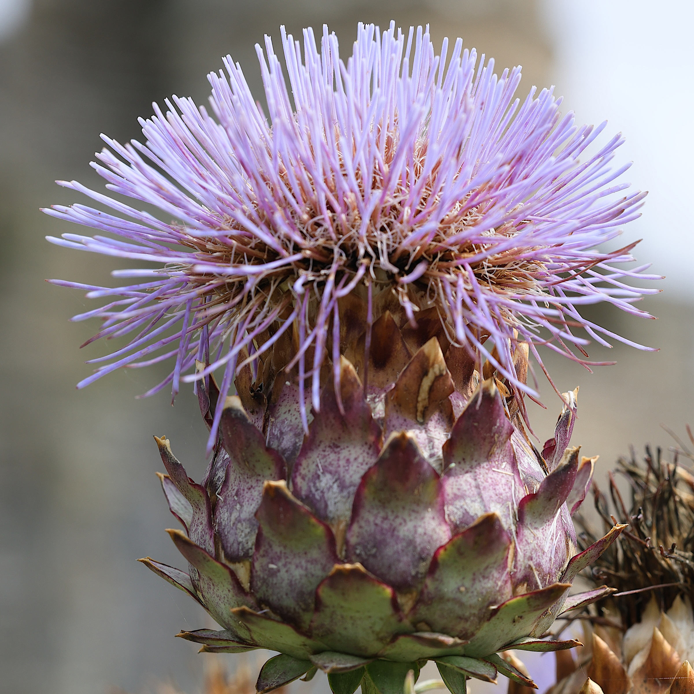 cynara_scolymus5md