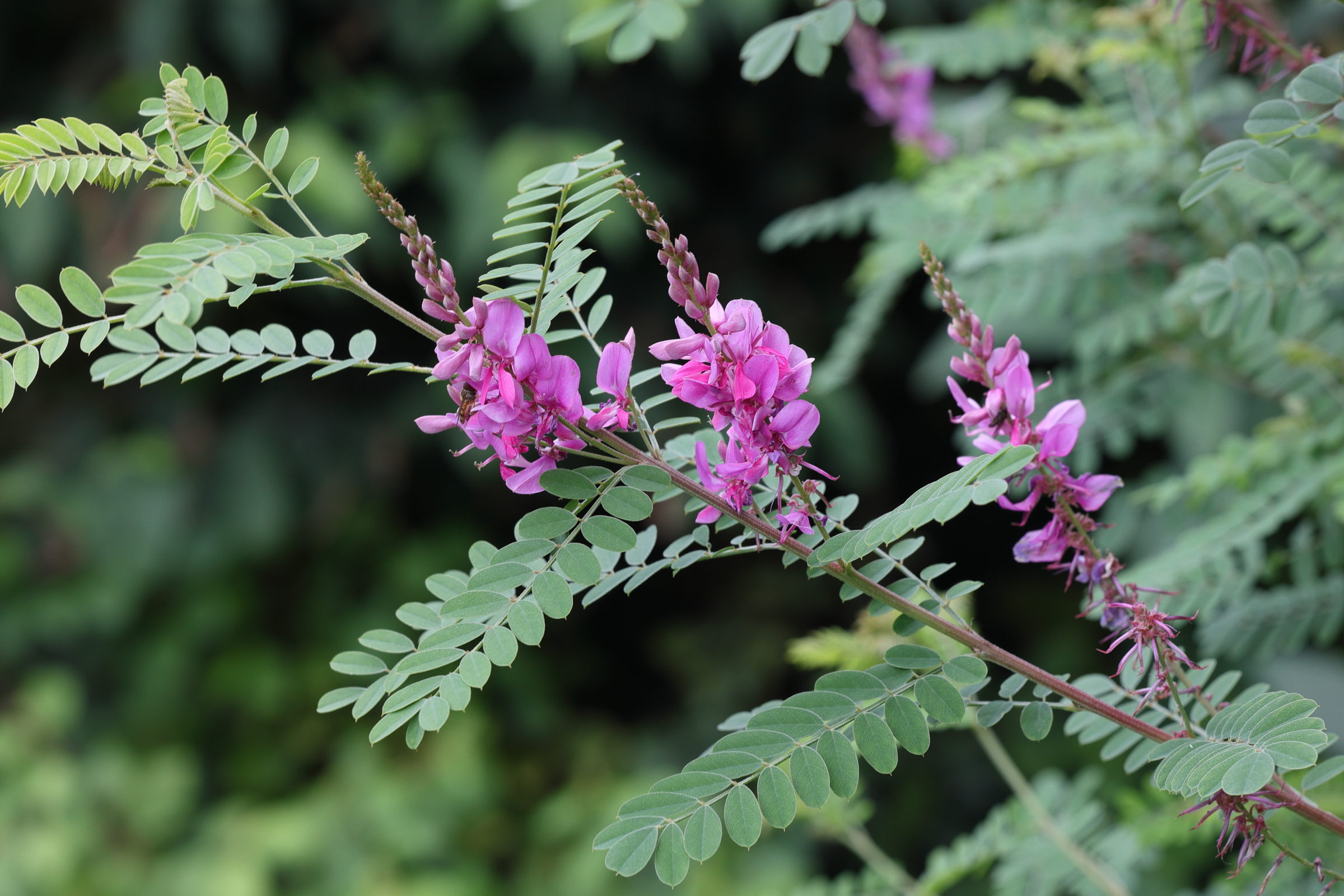 indigofera_heterantha1md