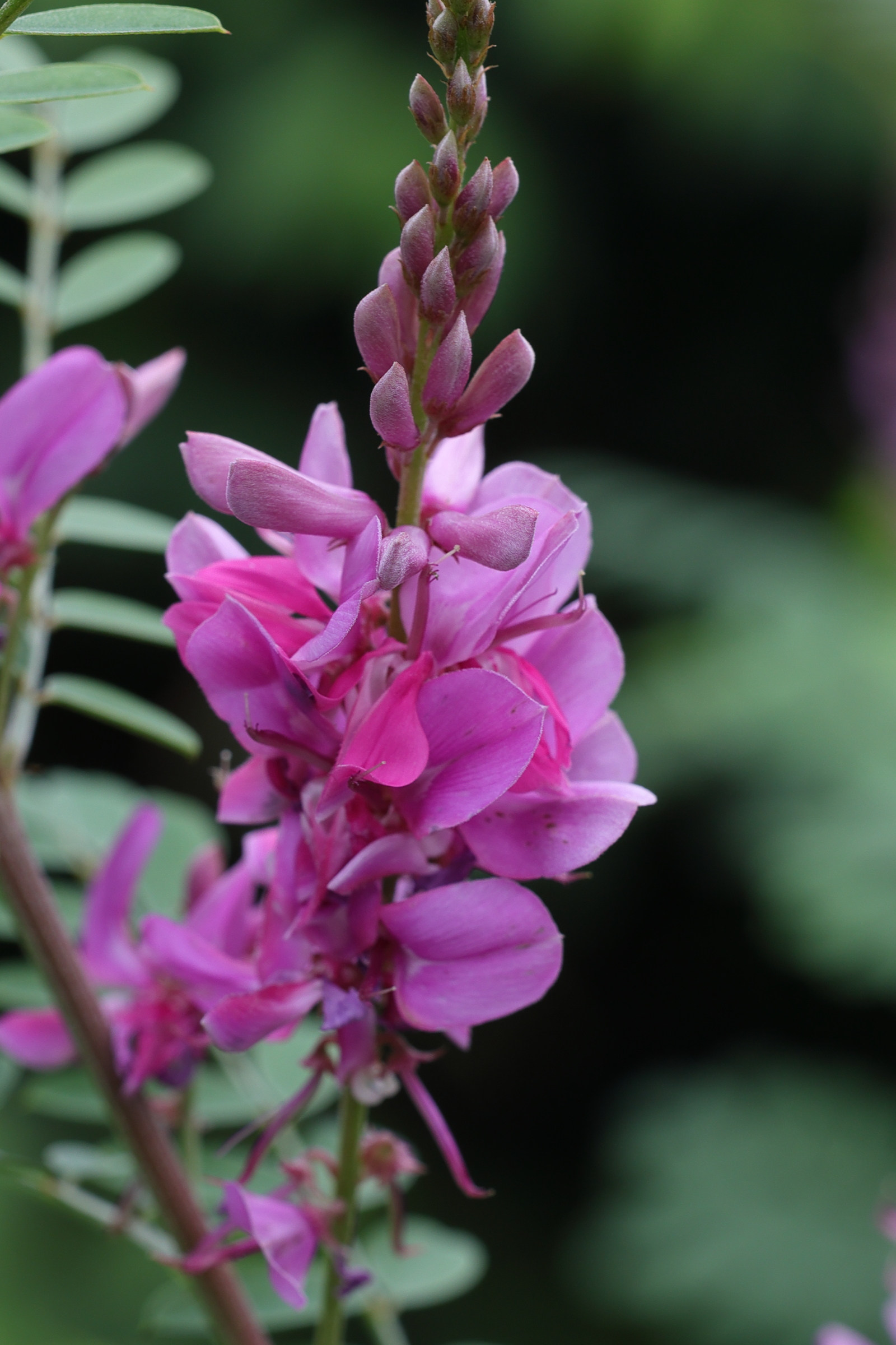 indigofera_heterantha2md