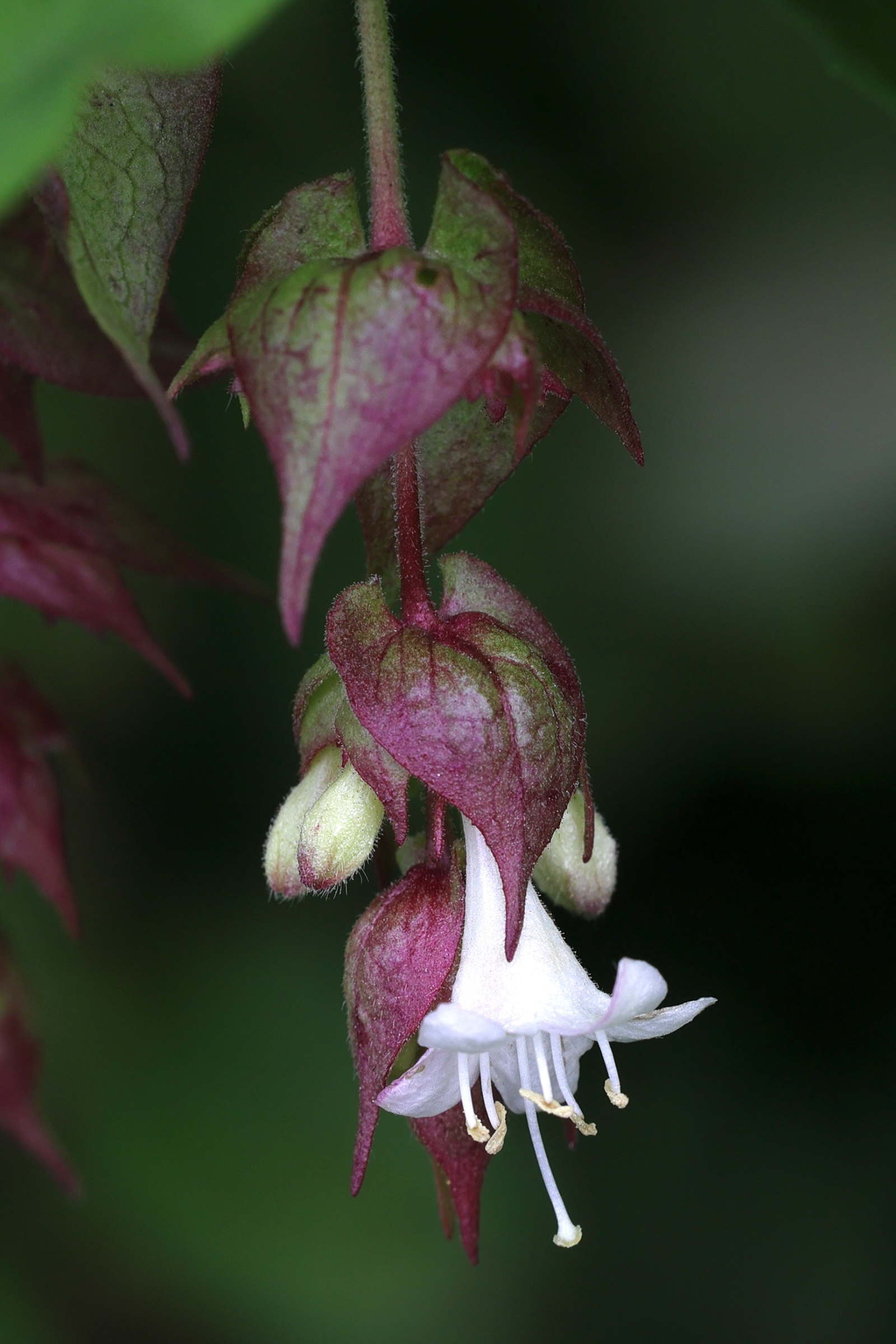Afficher le média leycesteria_formosa8md leycesteria_formosa8md